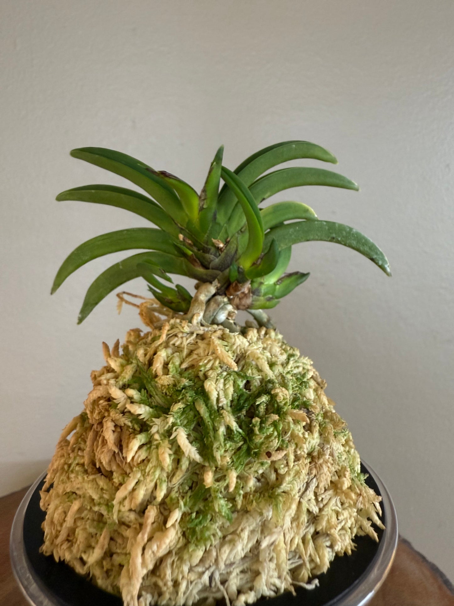 Neofinetia falcata Benkeimaru 弁慶丸