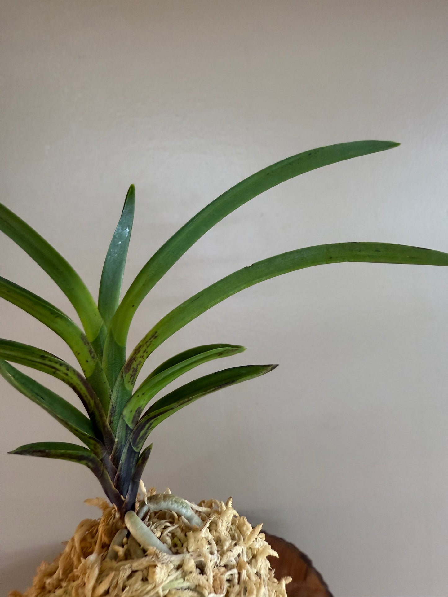 Neofinetia falcata Jinmuk 鎮墨