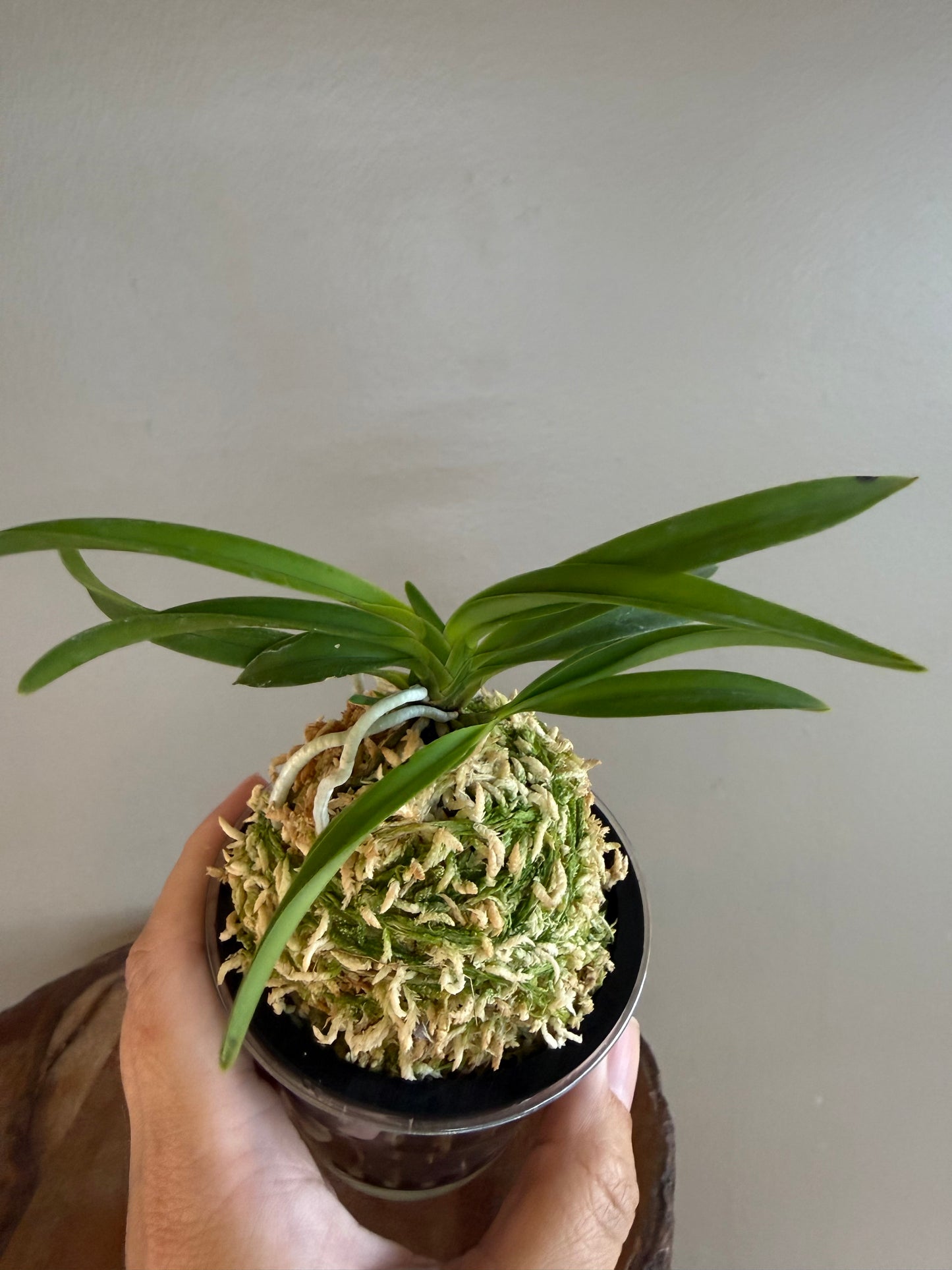 Neofinetia falcata Lavender 紫