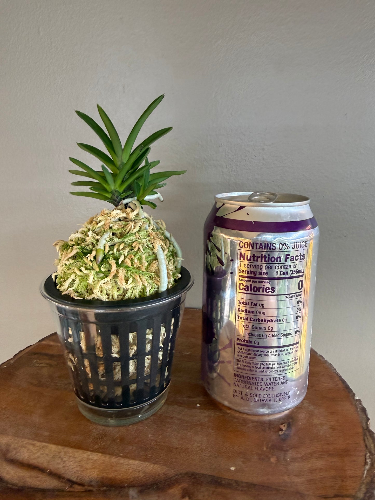 Neofinetia falcata Sekirei 鶺鴒