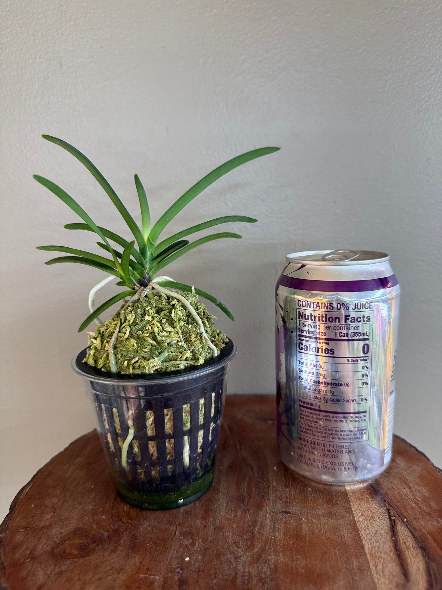 Neofinetia falcata Jangjahong 長紫紅