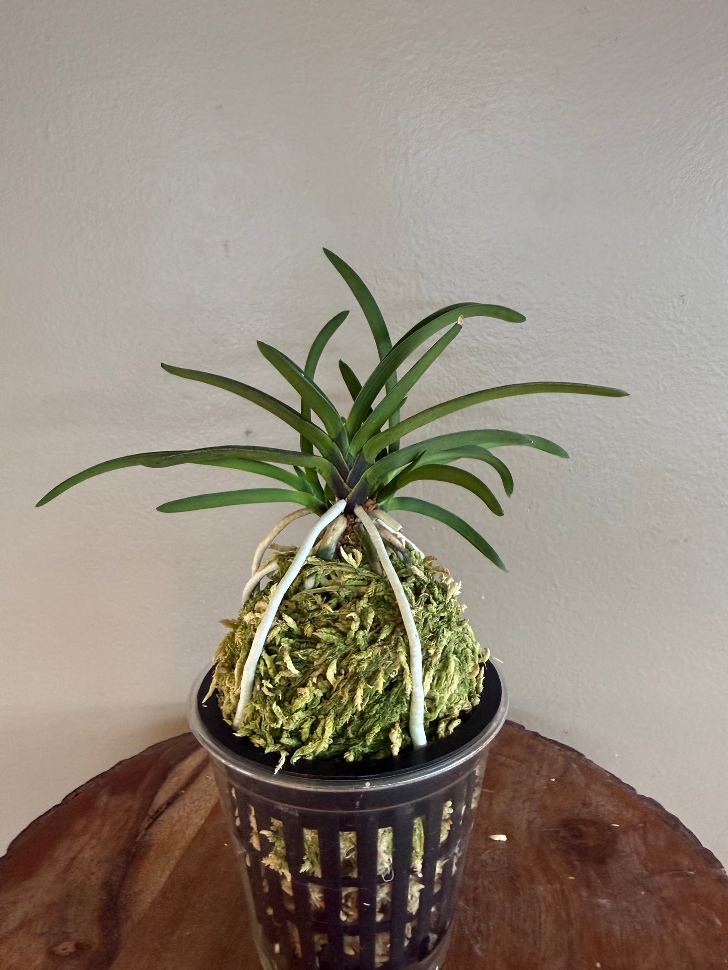 Neofinetia falcata Takaranoshi 宝熨斗