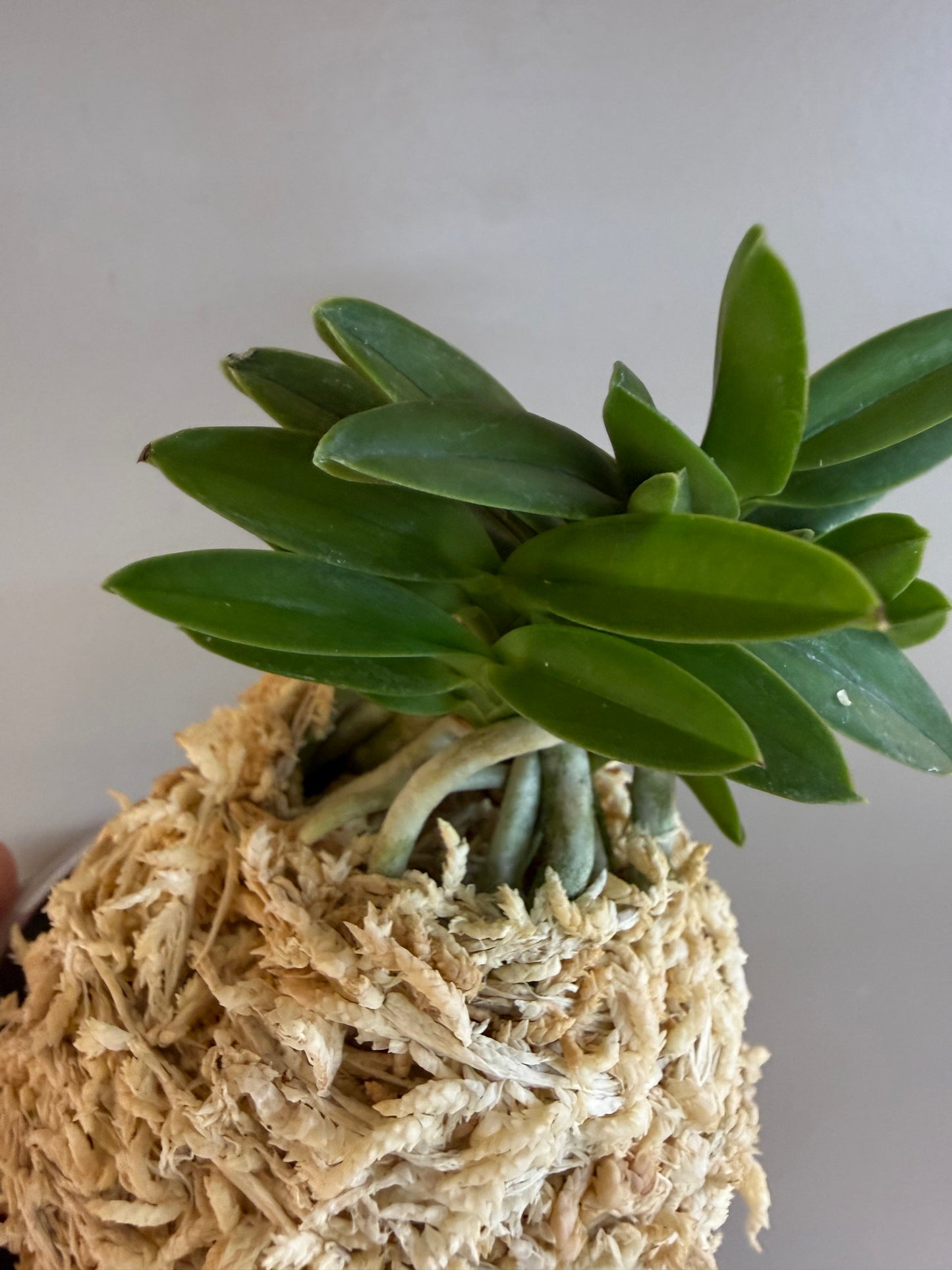 Neofinetia falcata Ryokuho 緑宝