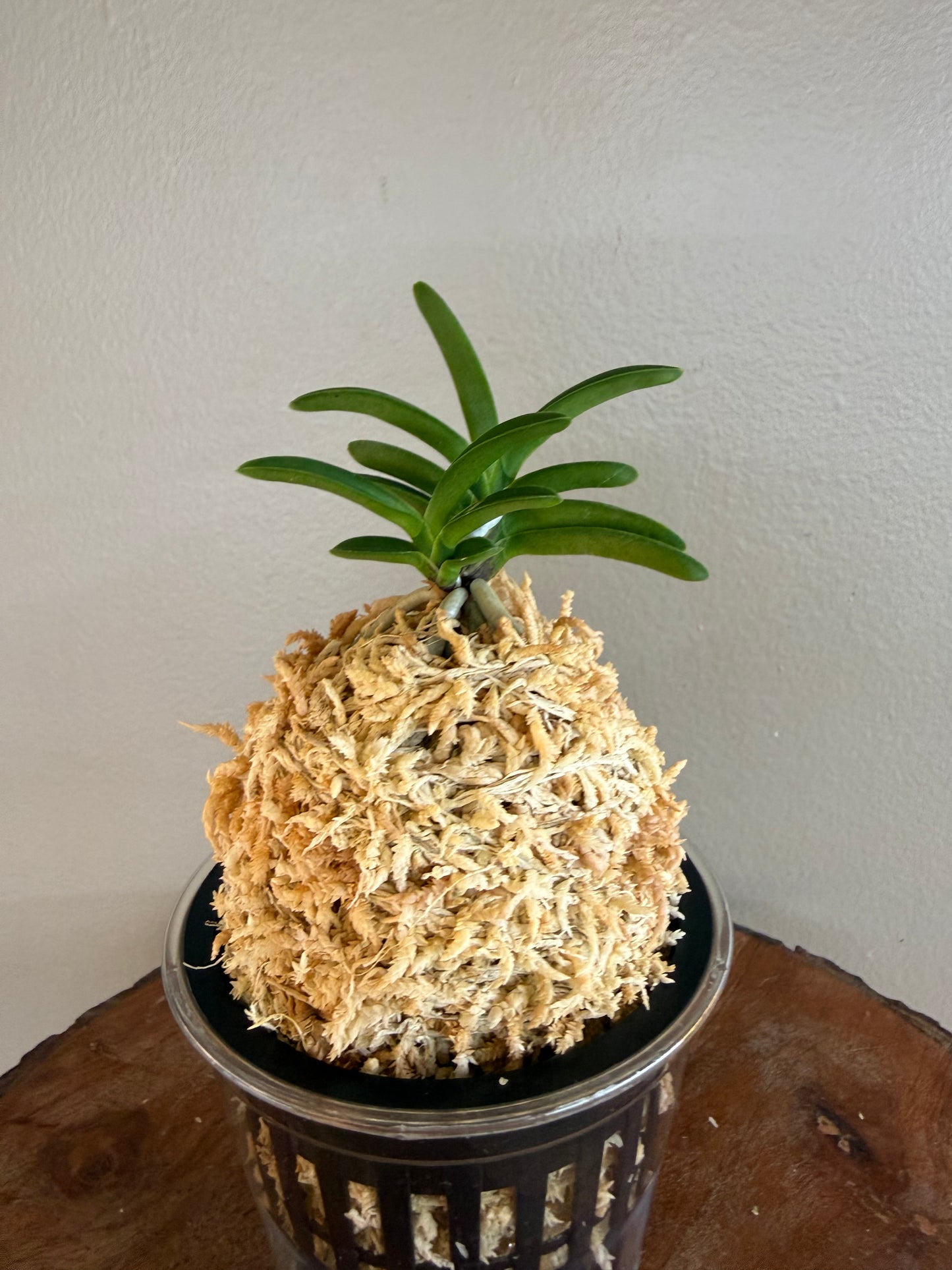 Neofinetia falcata Odong 烏童(Eboshimaru Short Leaves ）