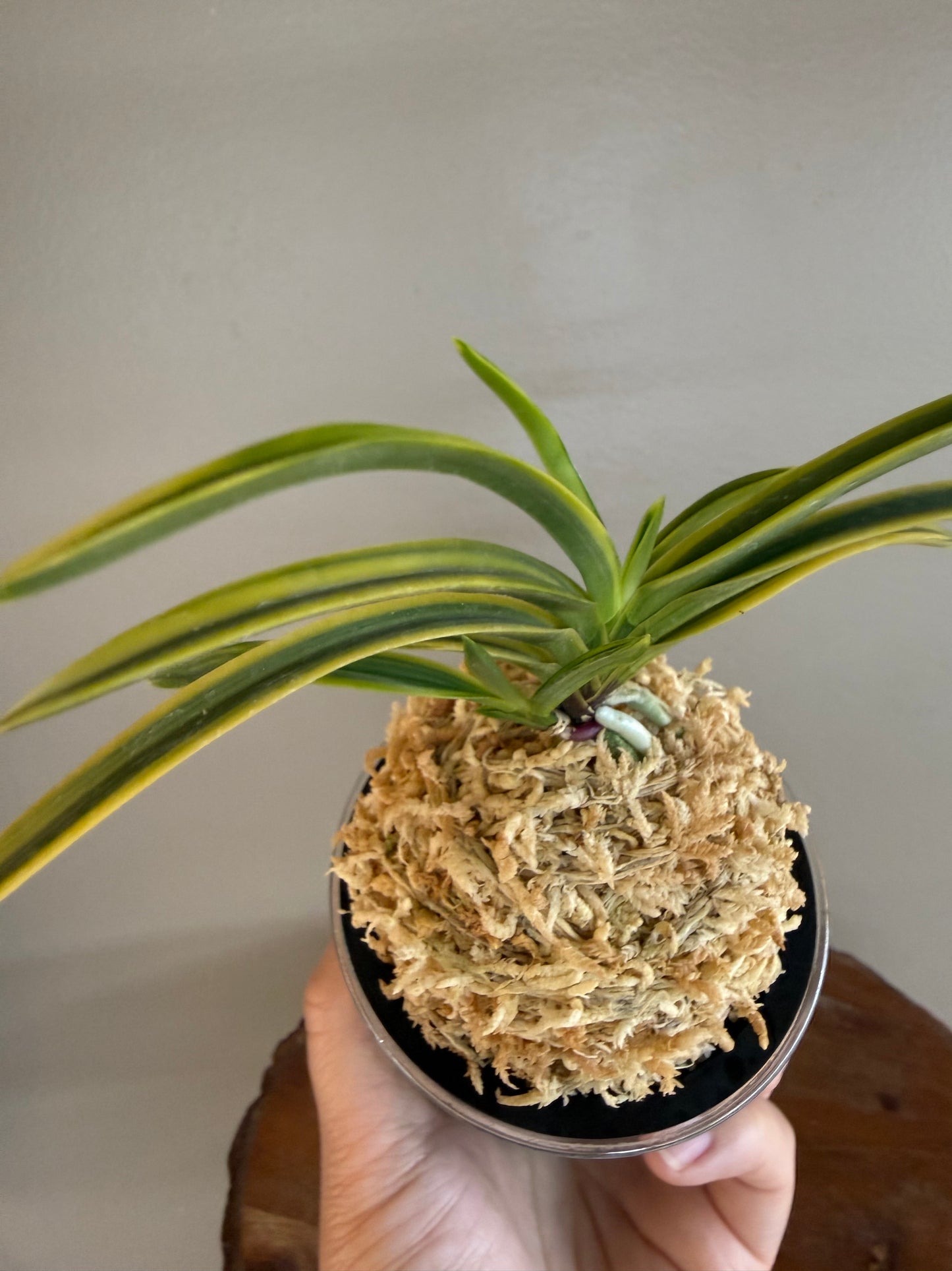 Neofinetia falcata Renjomaru 連城丸