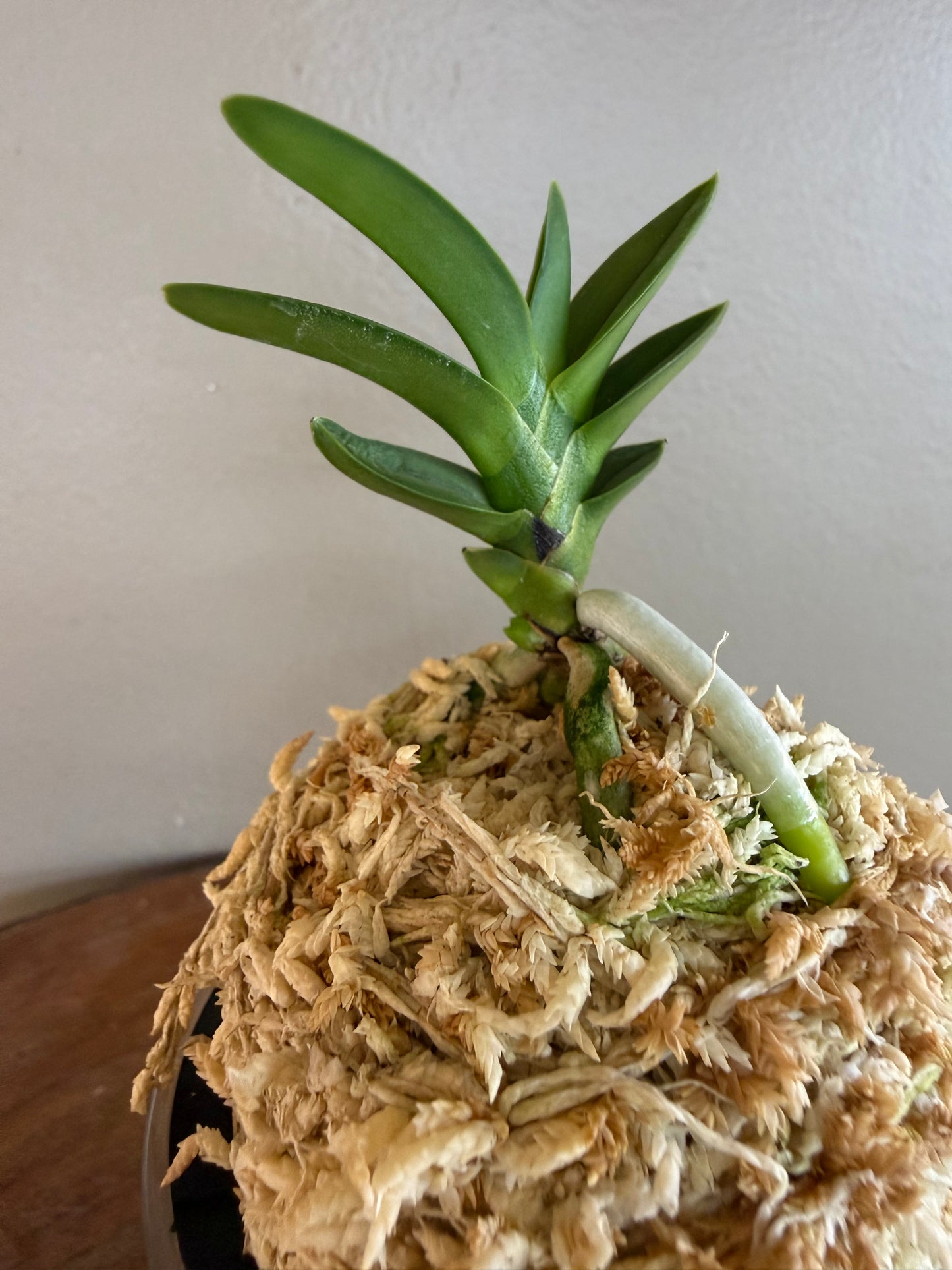 Neofinetia falcata Suisen 翠扇