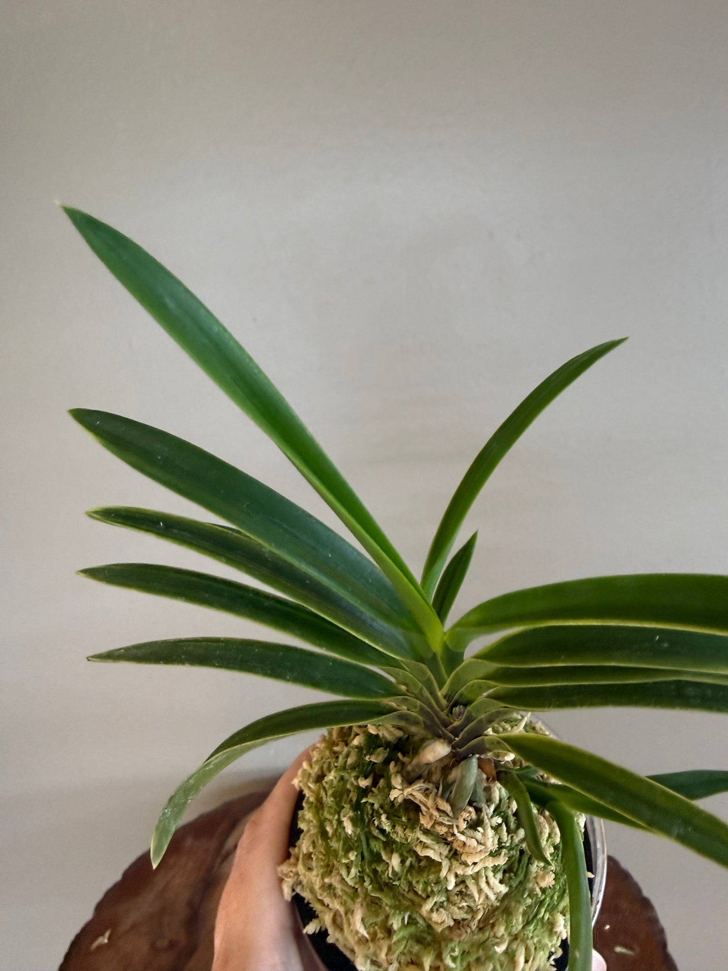 Neofinetia falcata Gahouden 雅宝殿