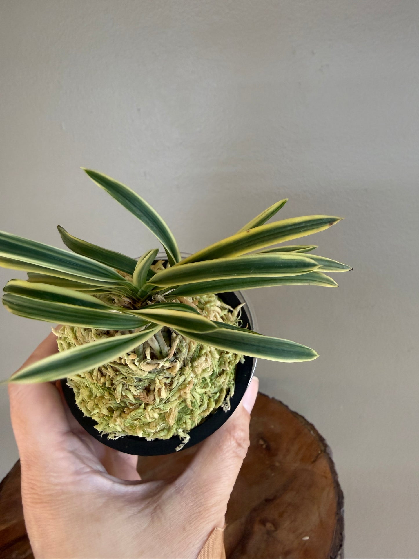 Neofinetia falcata Higashidemiyako 東出都