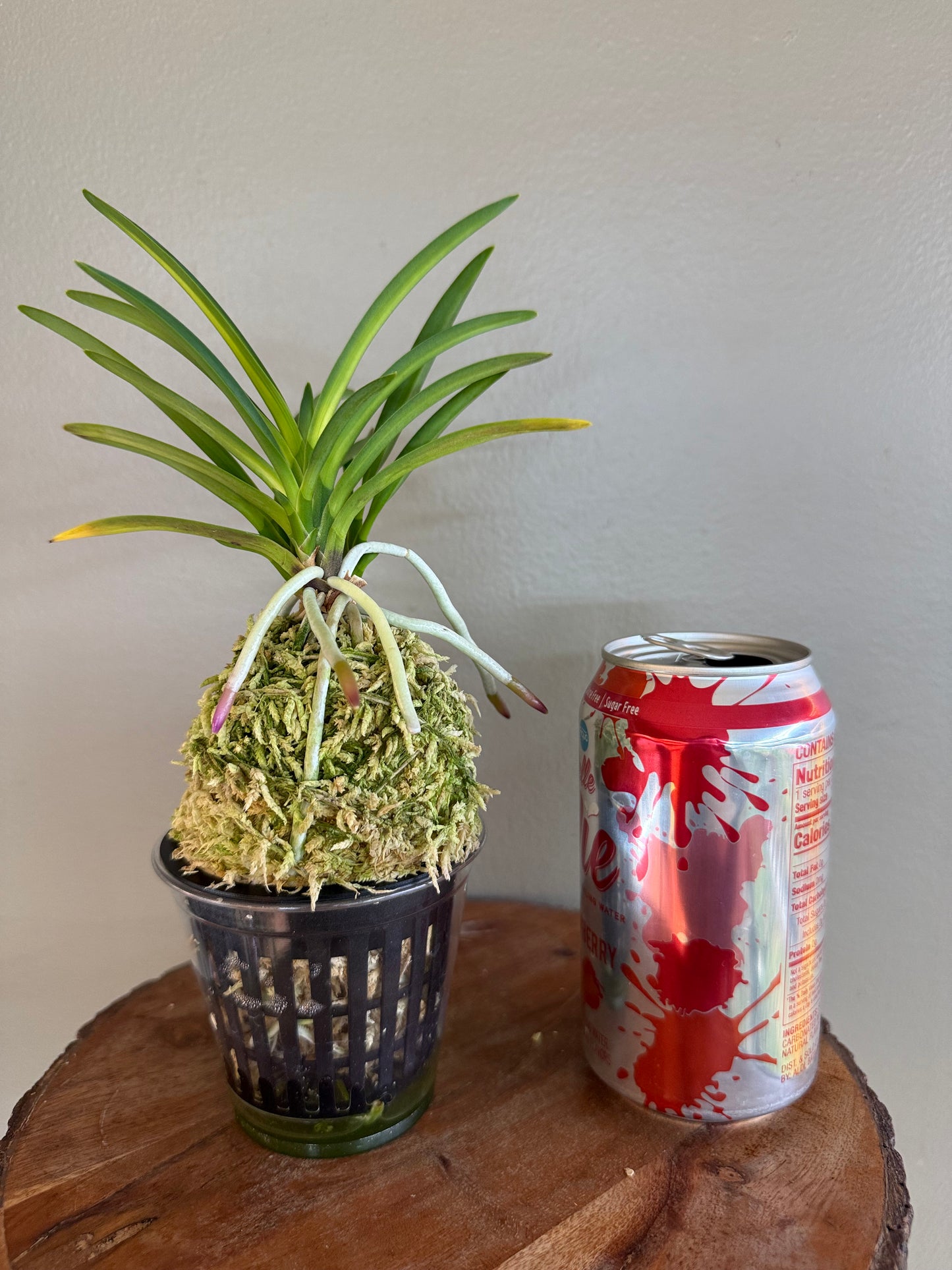 Neofinetia falcata Unhak (Unkaku) 雲鶴