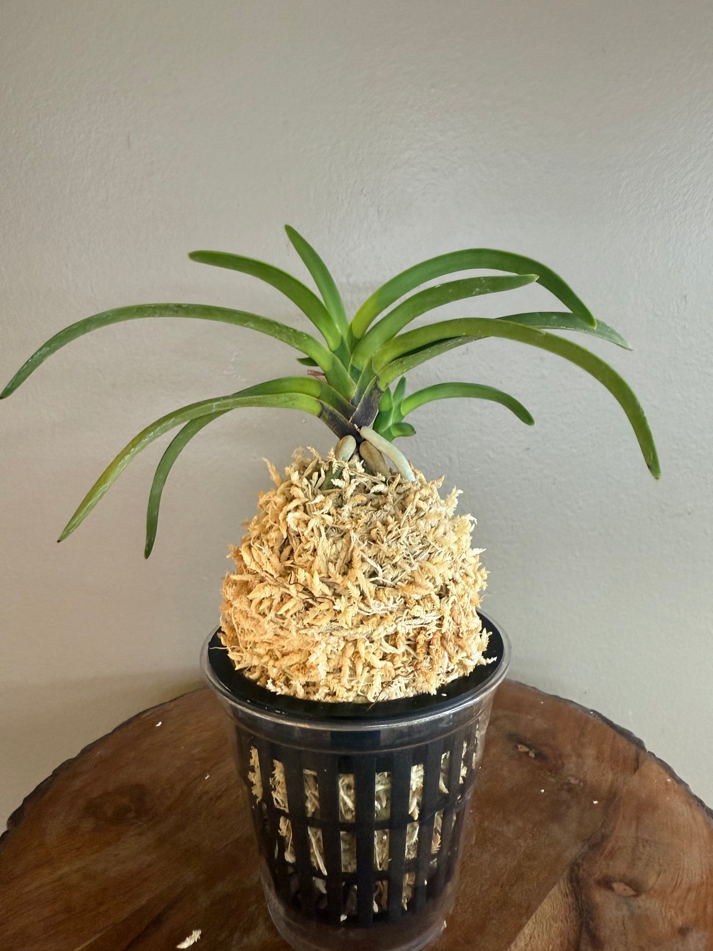 Neofinetia falcata Yamafubuki 山吹雪