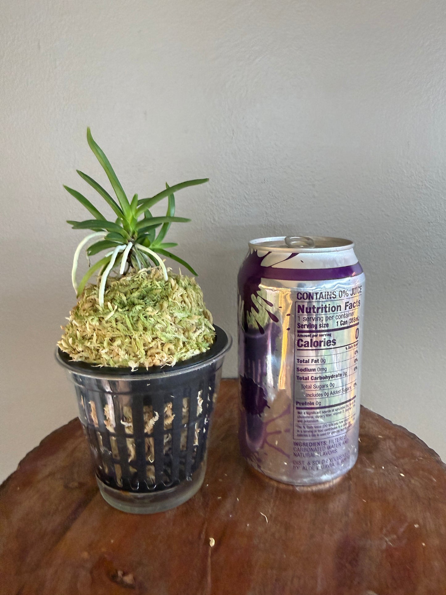 Neofinetia falcata Homeiden 豊明殿