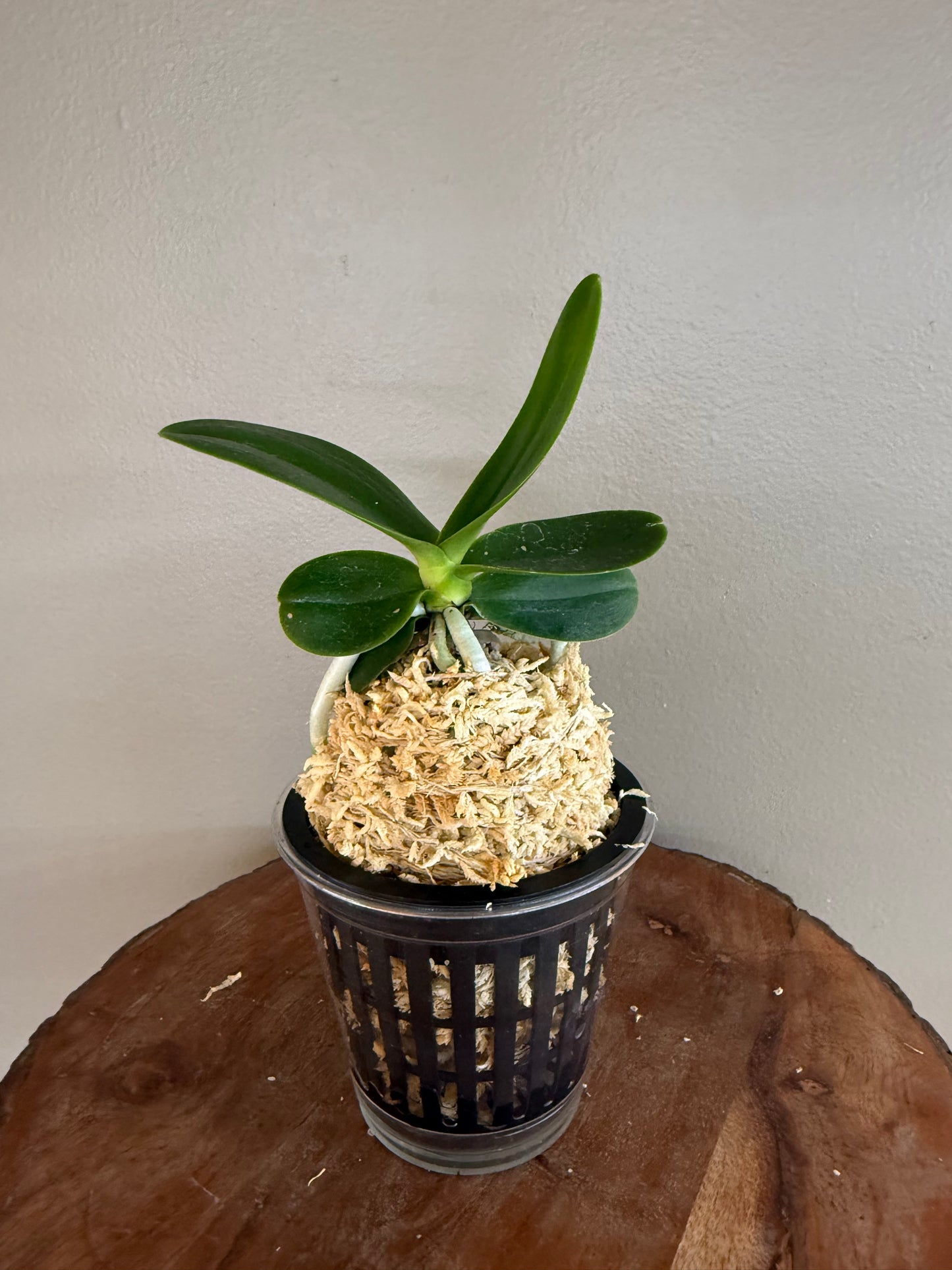 Sedirea japonica NAGORAN 名護蘭