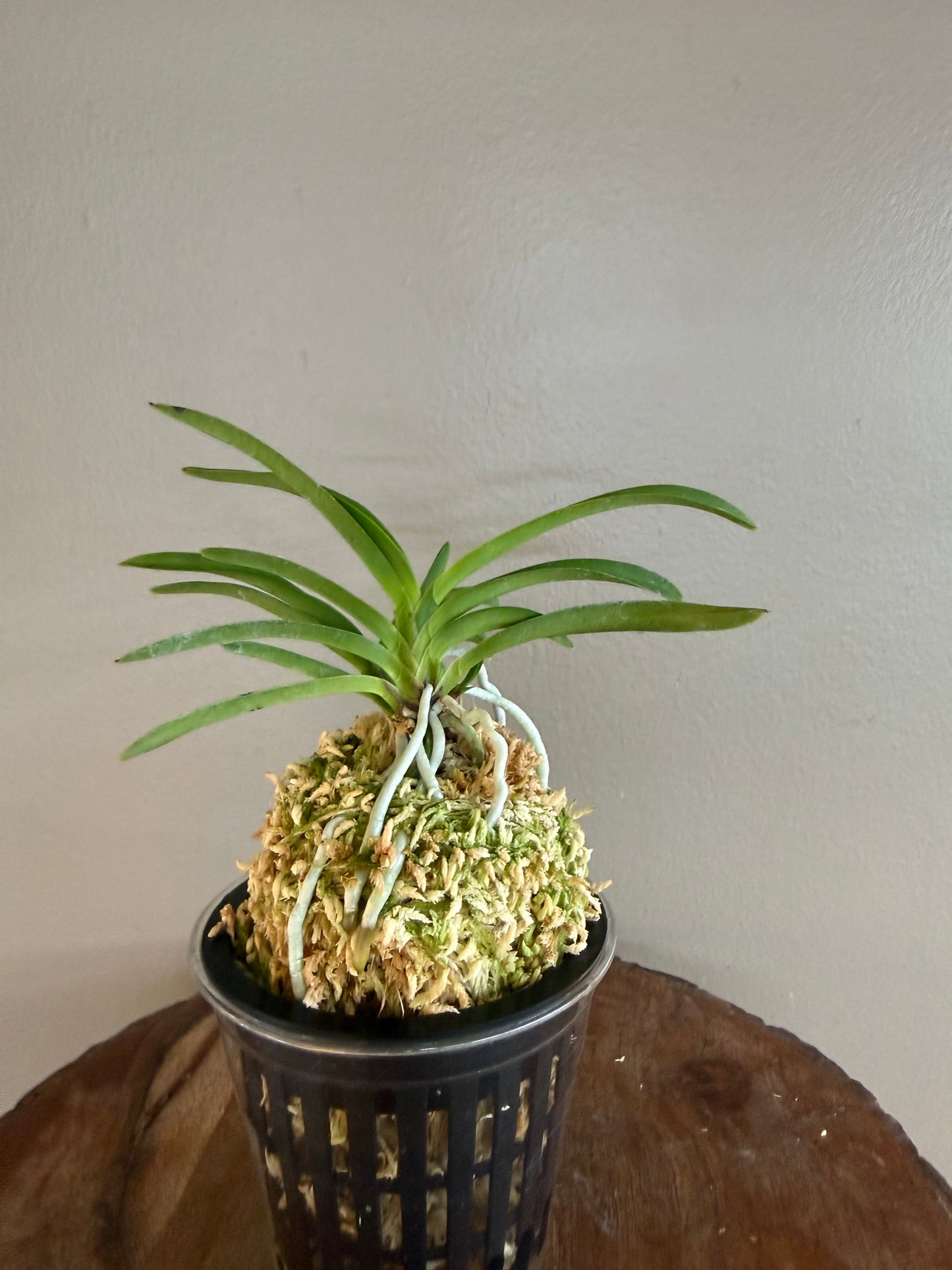 Neofinetia falcata Lavender 紫