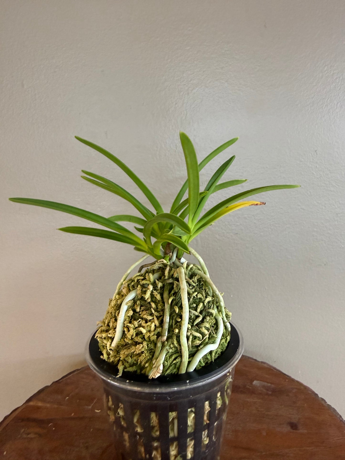 Neofinetia falcata 京美人 Kyobijin