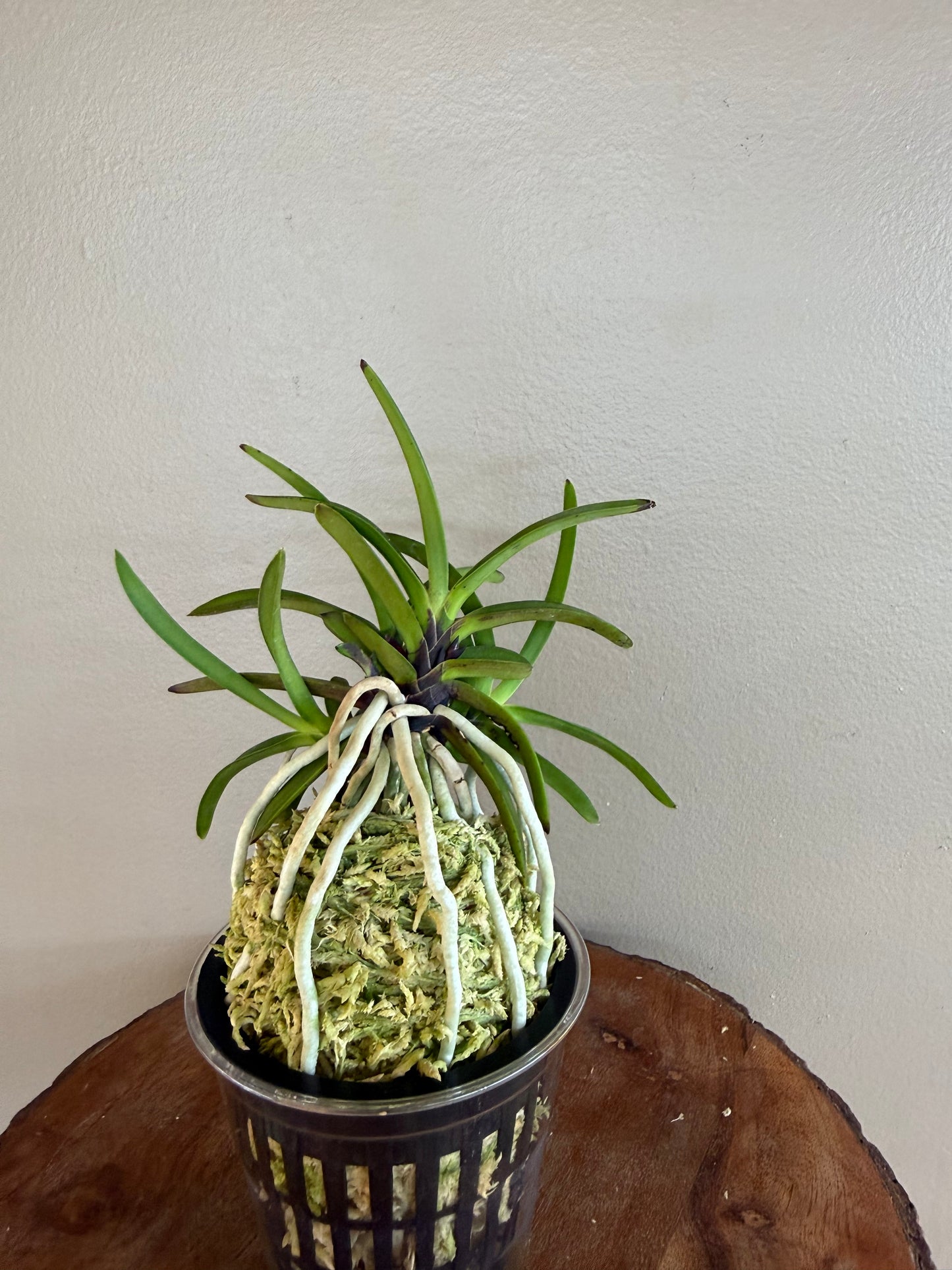 Neofinetia falcata Hong-ya (Honggang*Oushukuume) 紅也