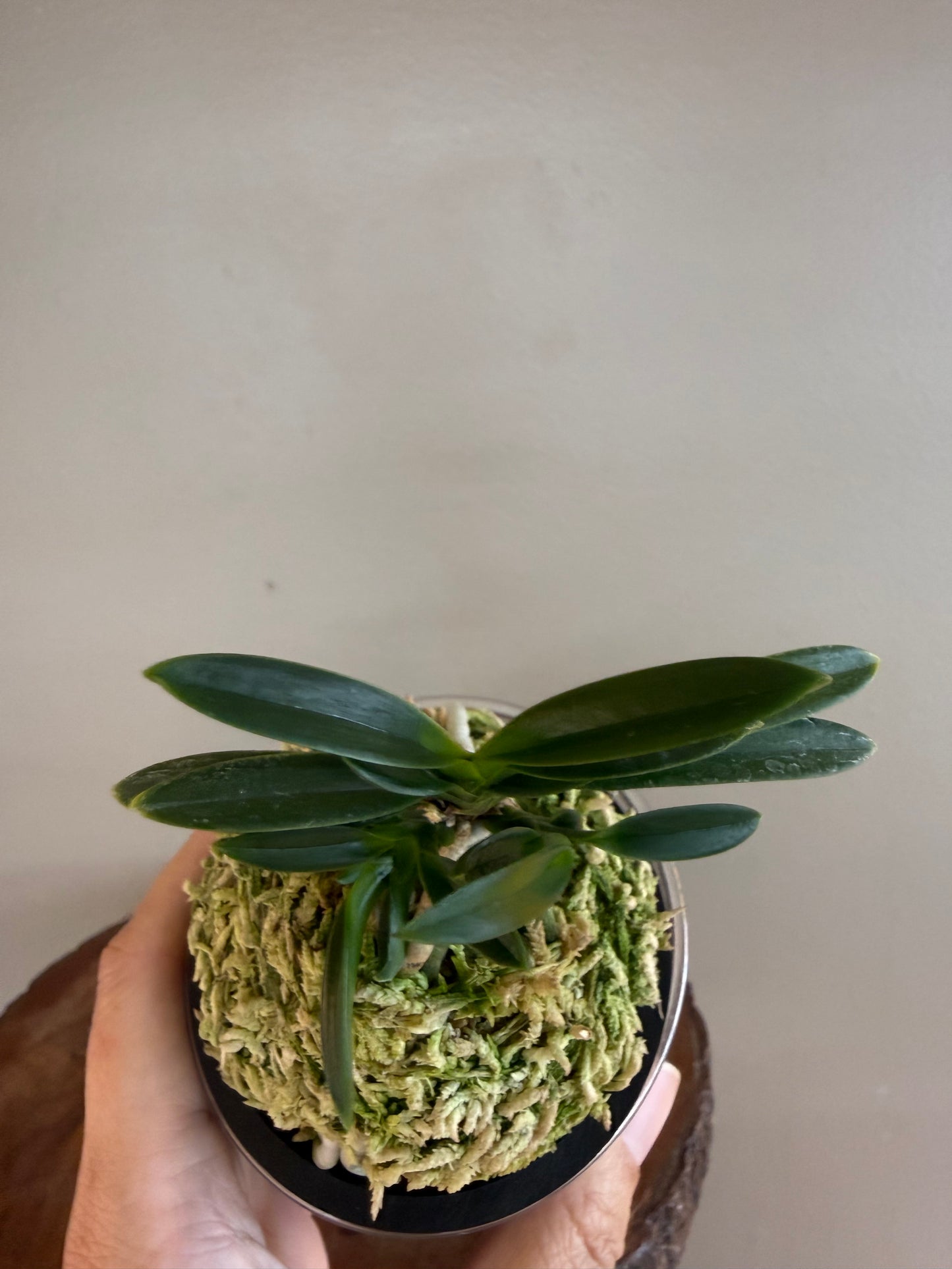 Neofinetia falcata Jukou 寿光