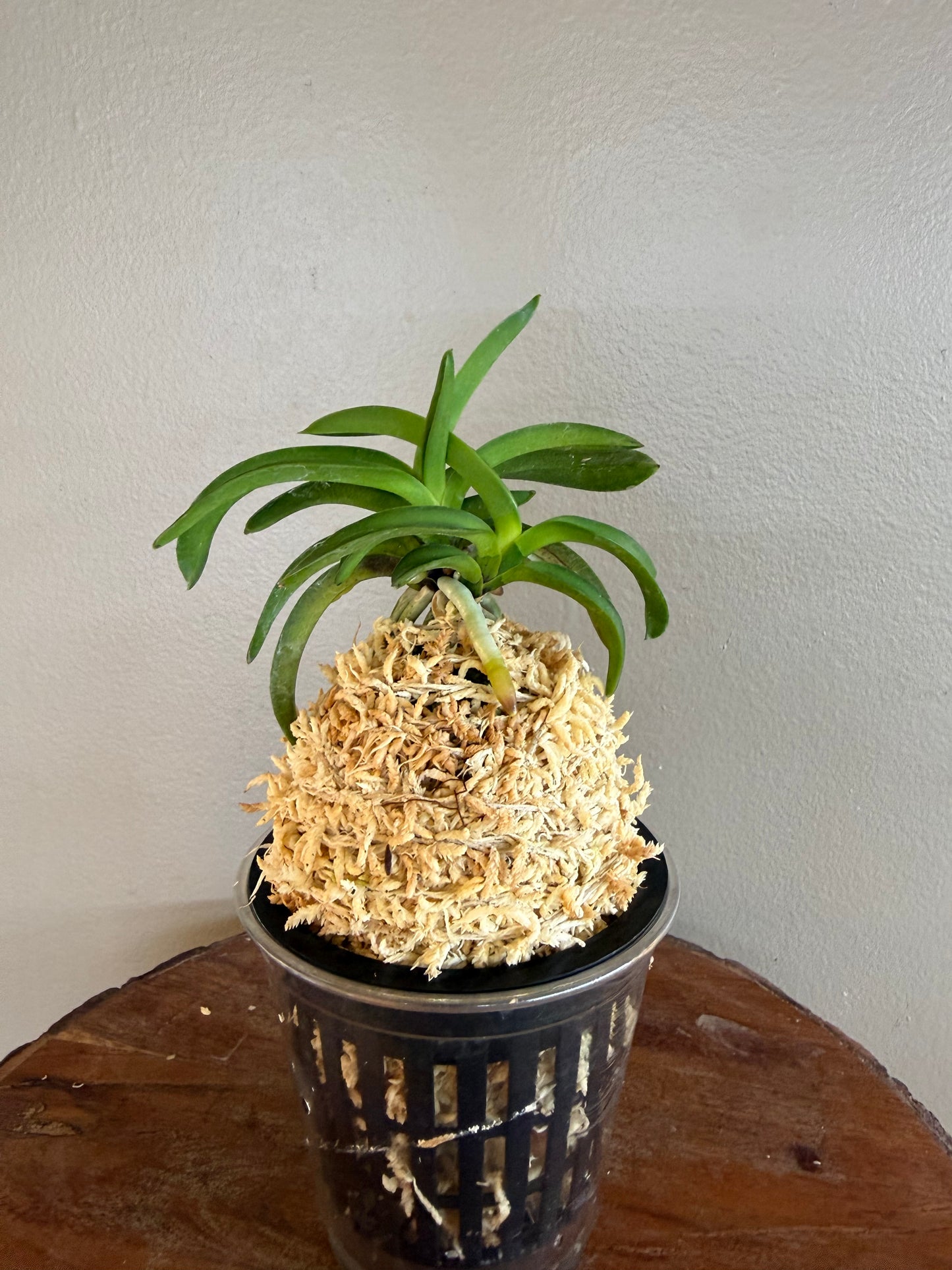 Neofinetia falcata Daepunghae (Onamiseikai Benikaedae) 大楓海