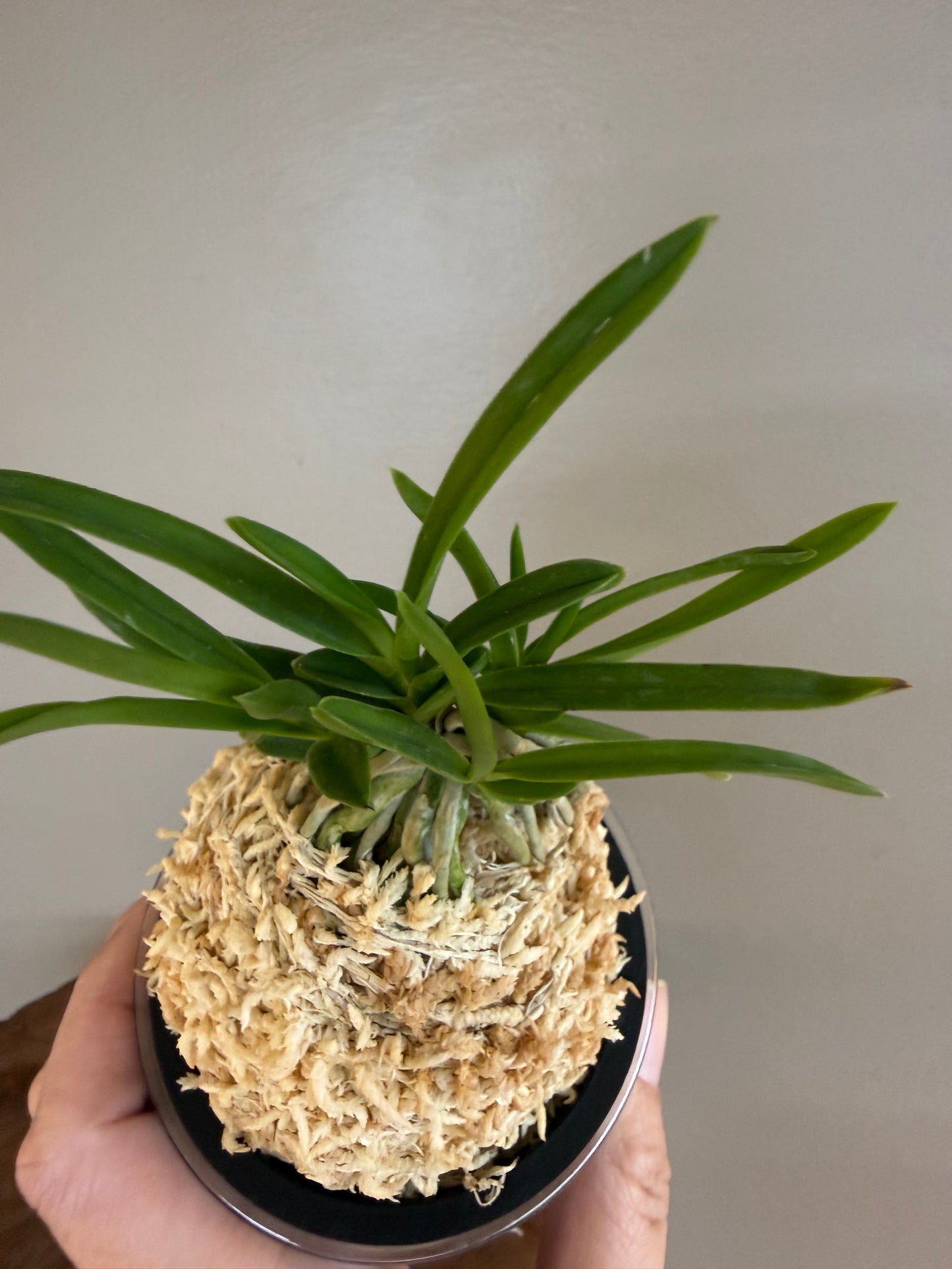 Neofinetia falcata Hisui 翡翠
