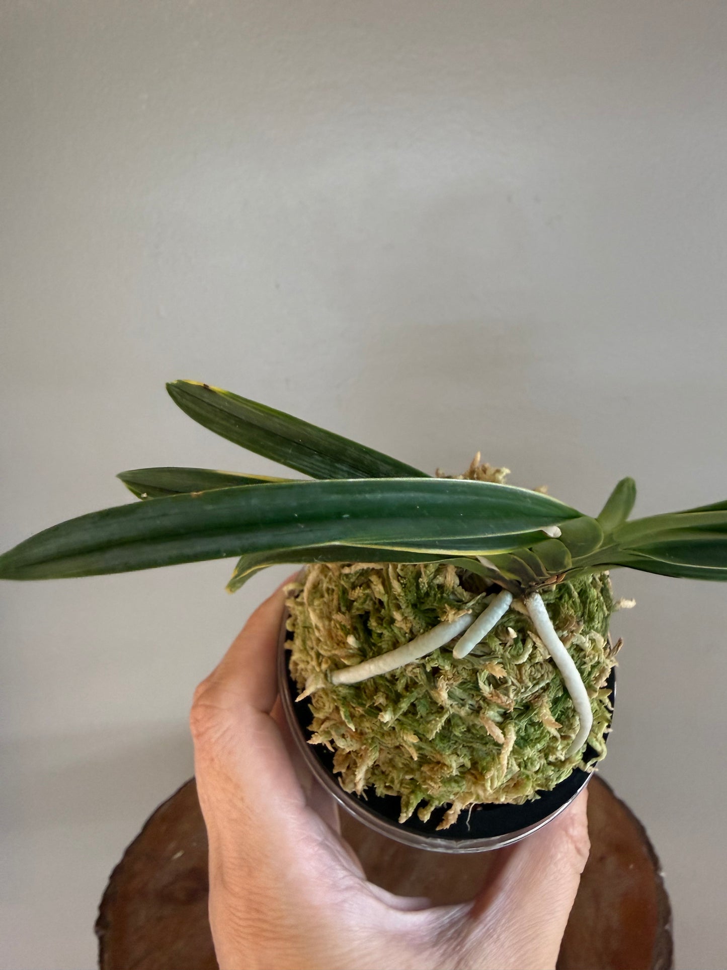 Neofinetia falcata Hanra(Harura) 漢拏
