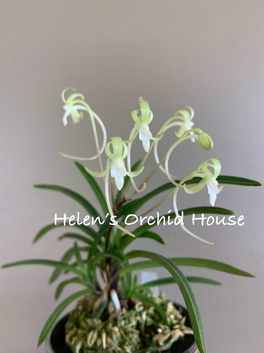 Neofinetia falcata Kishu Ryokufu 紀州綠風