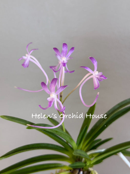 Neofinetia falcata Wonhong 元紅