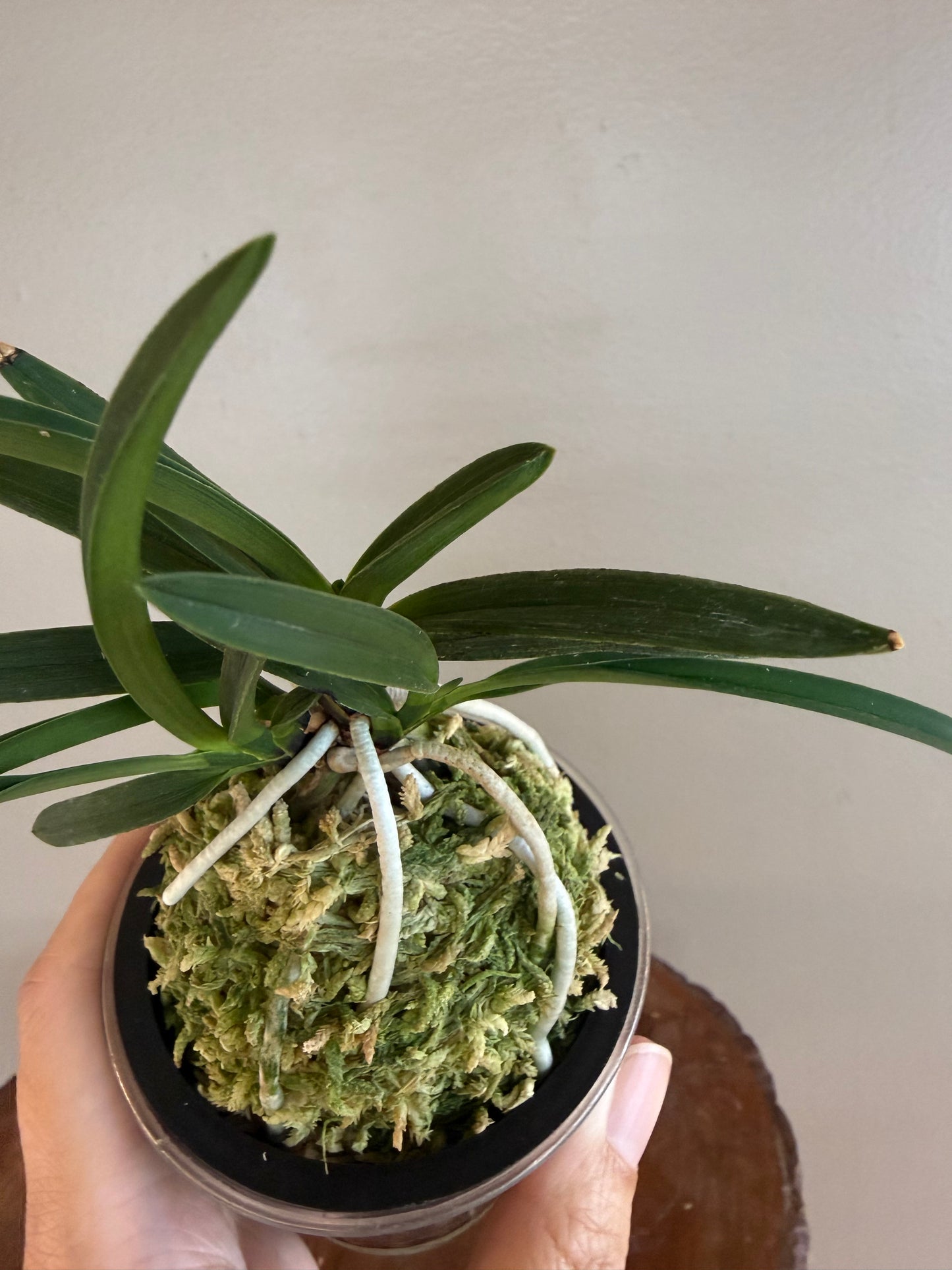 Neofinetia falcata Takaranoshi 宝熨斗