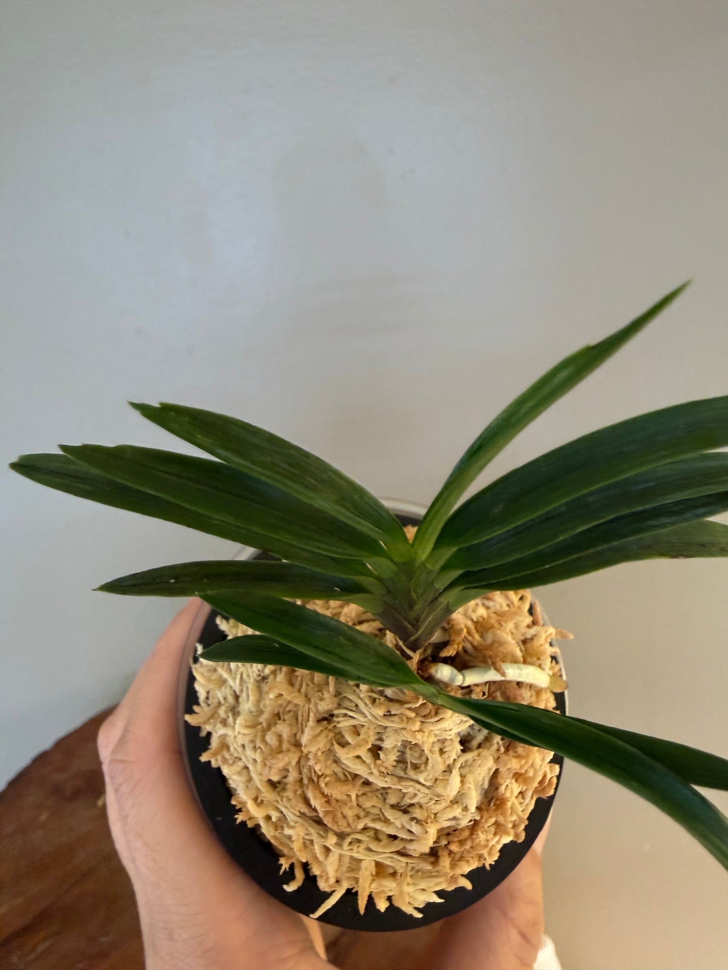 Neofinetia falcata Benibotan 紅牡丹