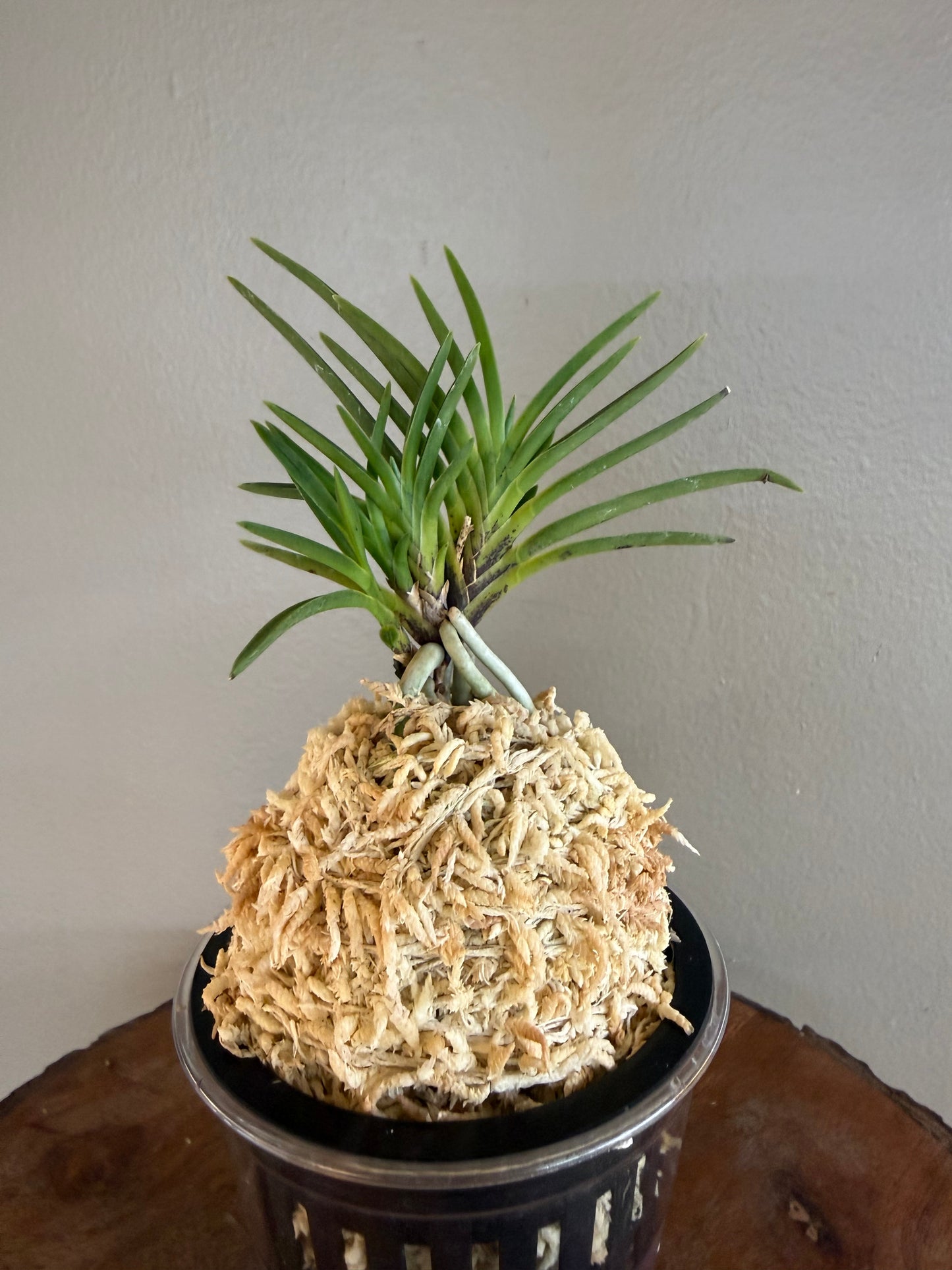 Neofinetia falcata Yoroidoshi 鎧通