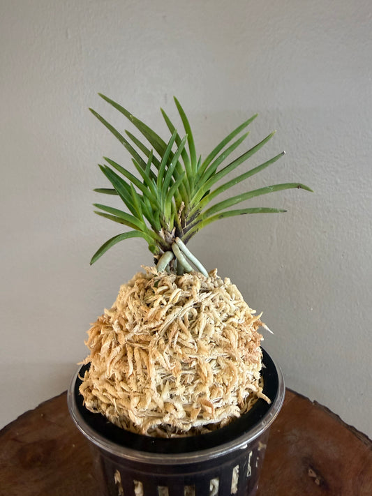 Neofinetia falcata Yoroidoshi 鎧通