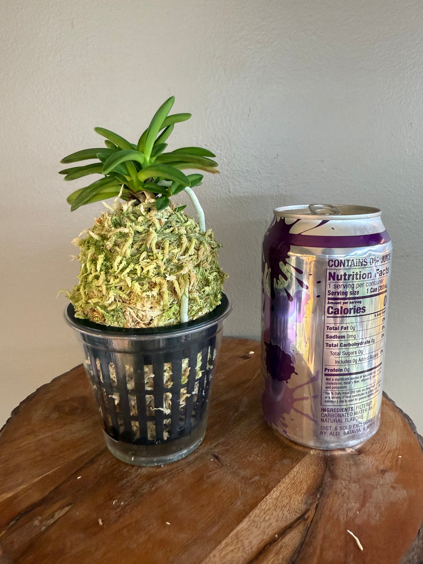 Neofinetia falcata Seidai 聖代