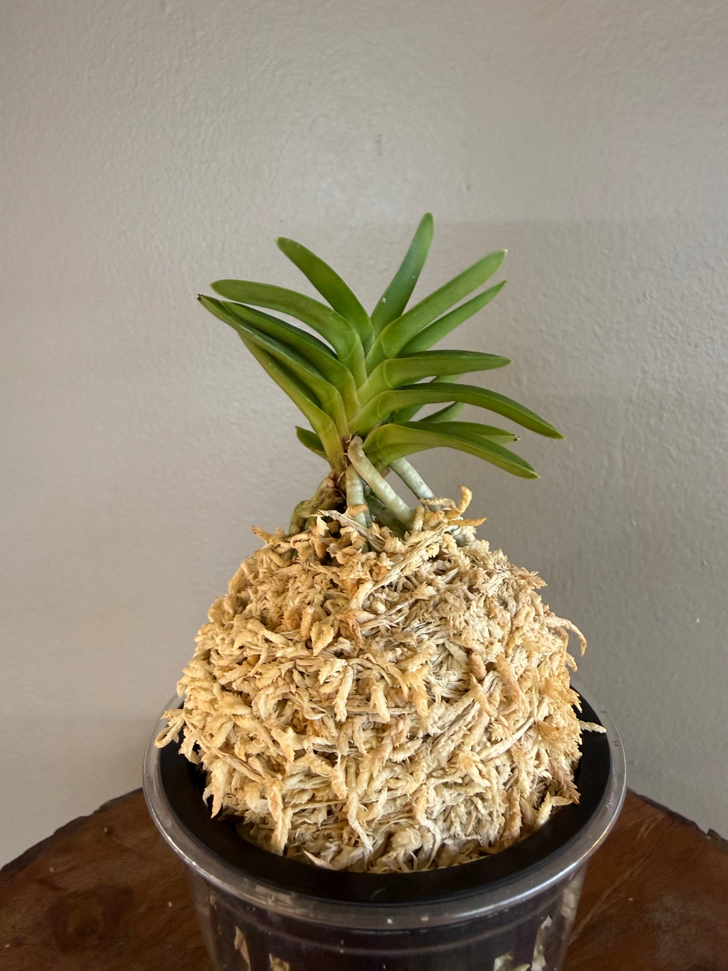 Neofinetia falcata Ryokuho 緑宝