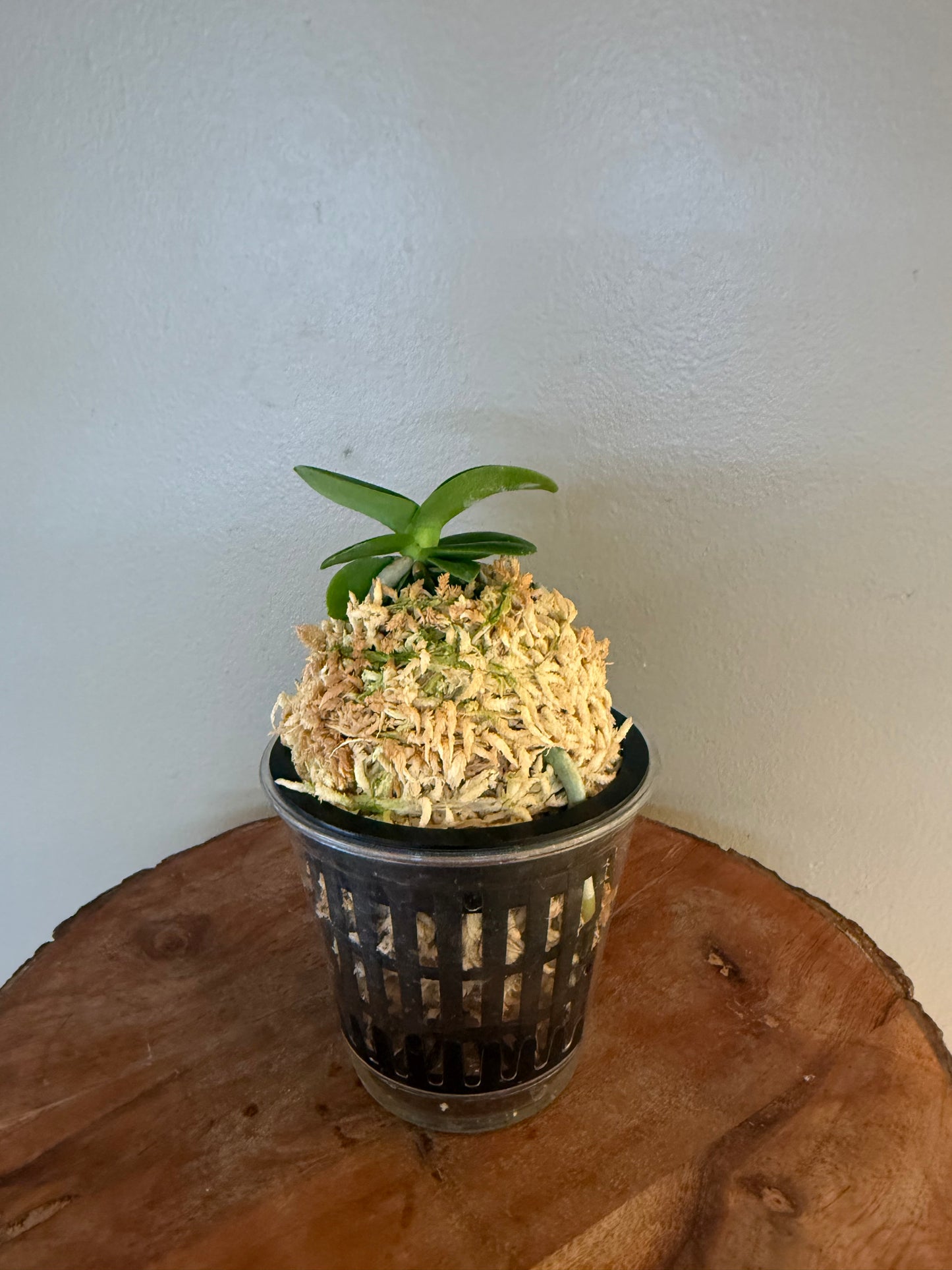 Sedirea japonica Minmaru 明丸