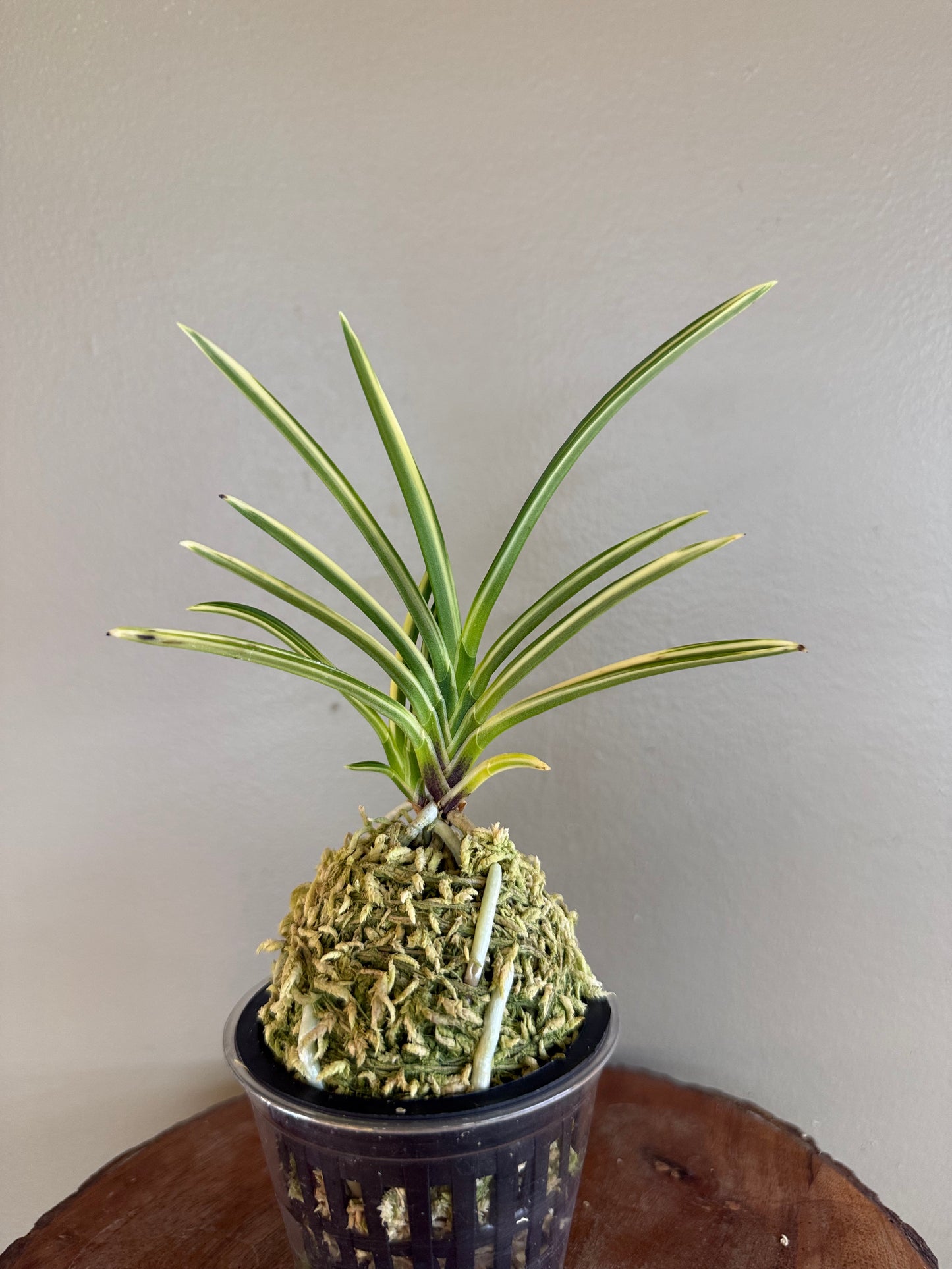 Neofinetia falcata Seoringeum 雪印錦