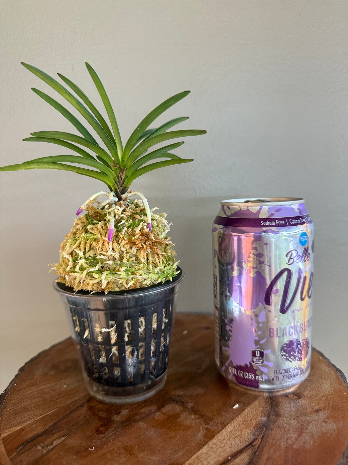 Neofinetia falcata Homeiden 豊明殿