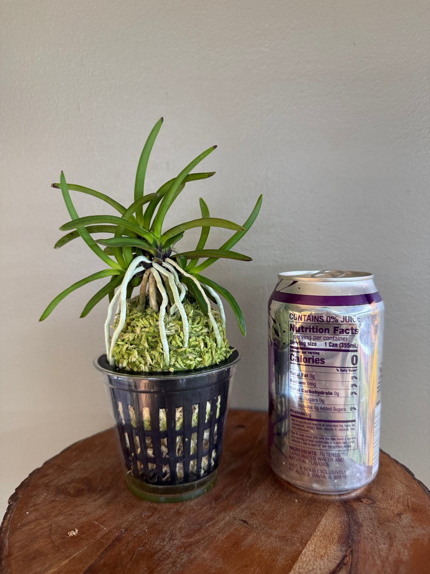Neofinetia falcata Hong-ya (Honggang*Oushukuume) 紅也