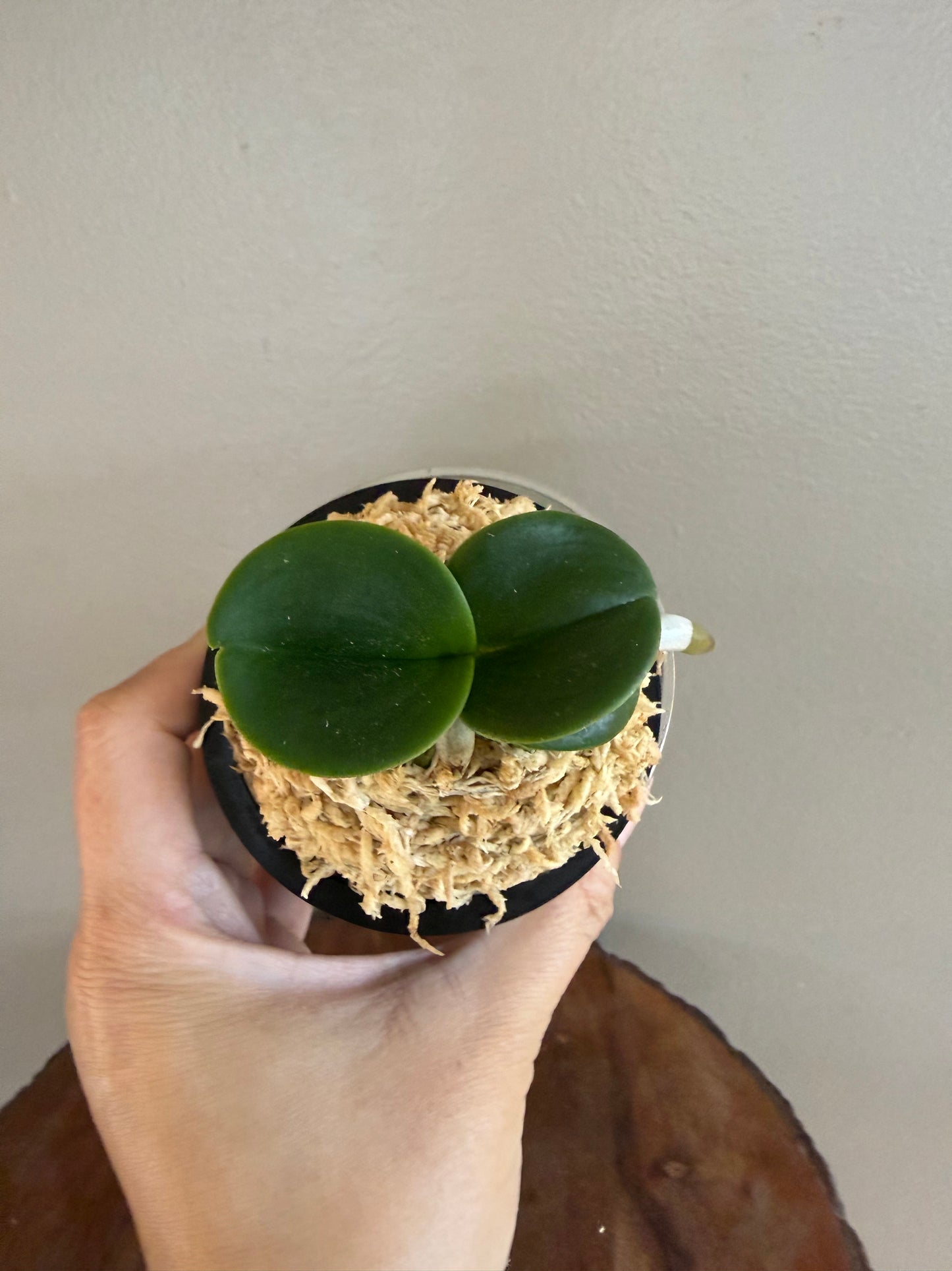 Sedirea japonica Minmaru 明丸