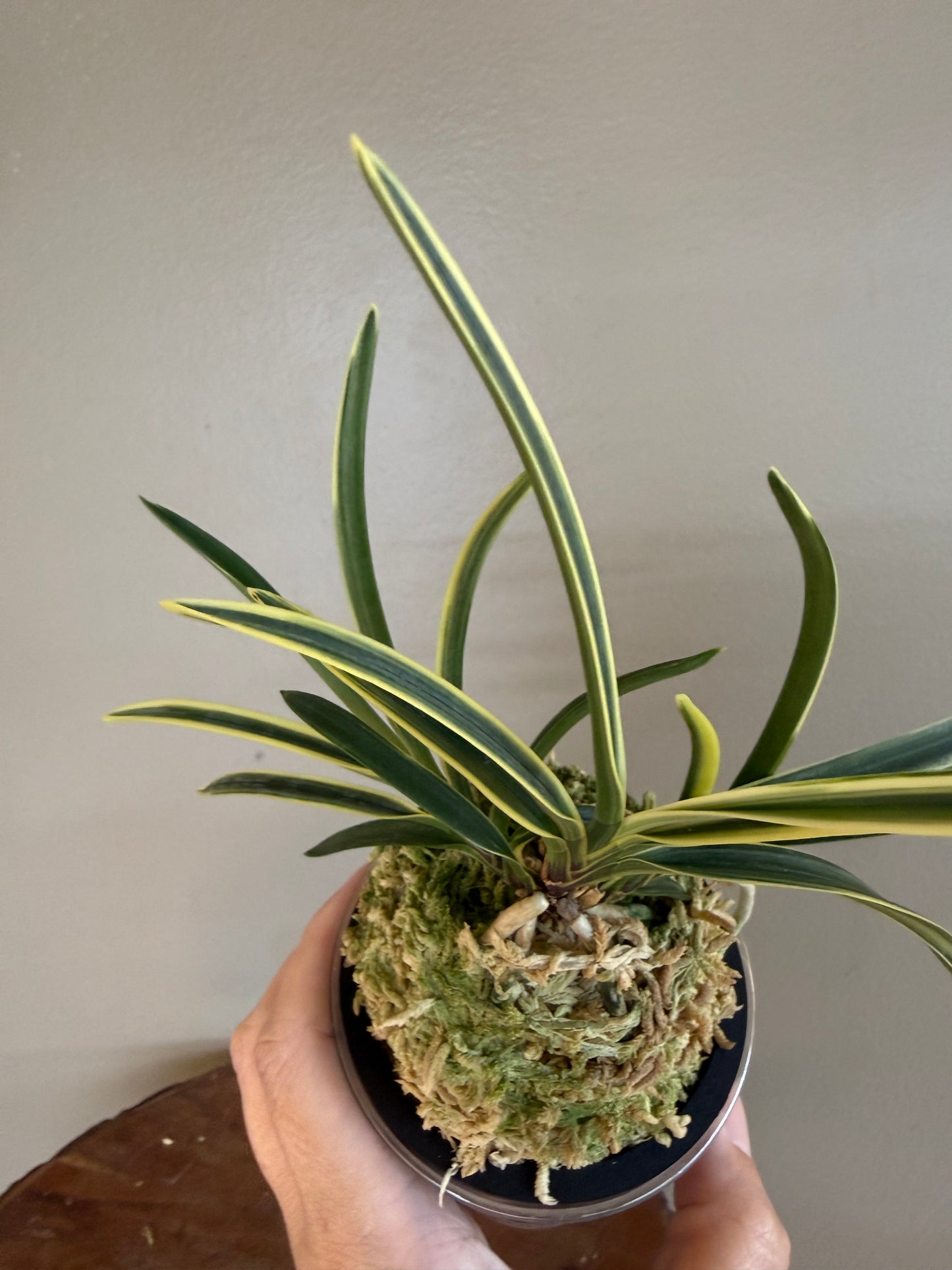 Neofinetia falcata Nishidemiyako 西出都