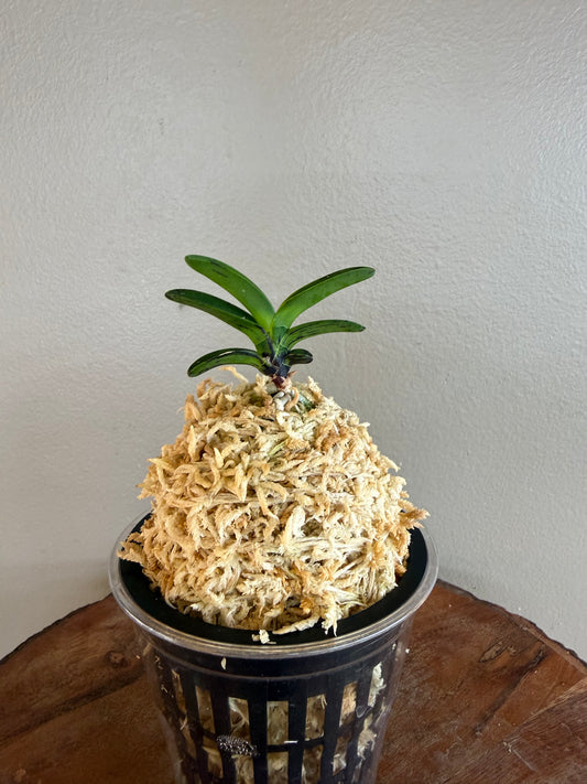 Neofinetia falcata Geumo (Kurohyo）金烏 (jp 黑豹）