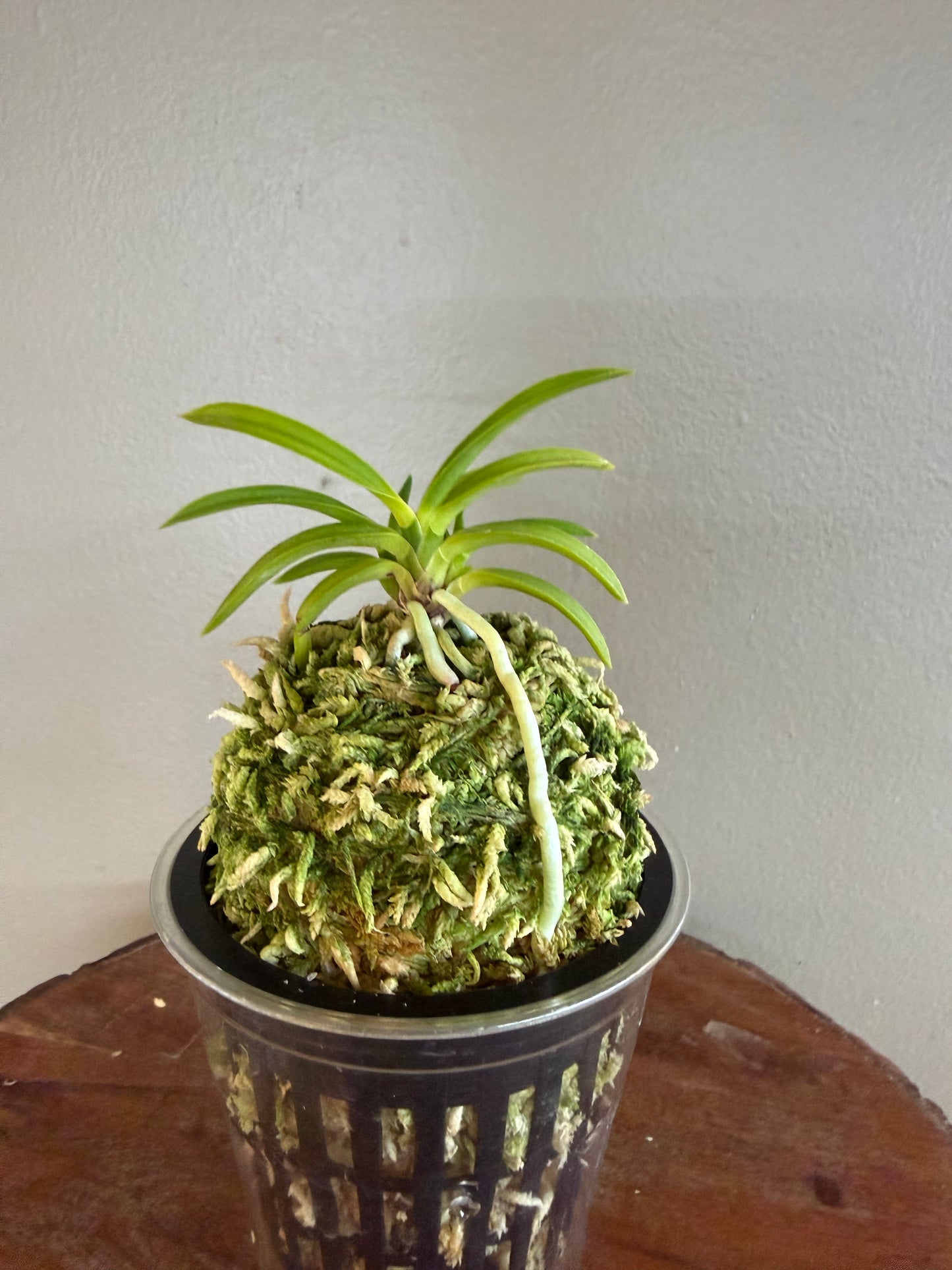 Neofinetia falcata Jomon no Hikari 縄文の光