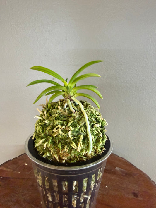 Neofinetia falcata Jomon no Hikari 縄文の光