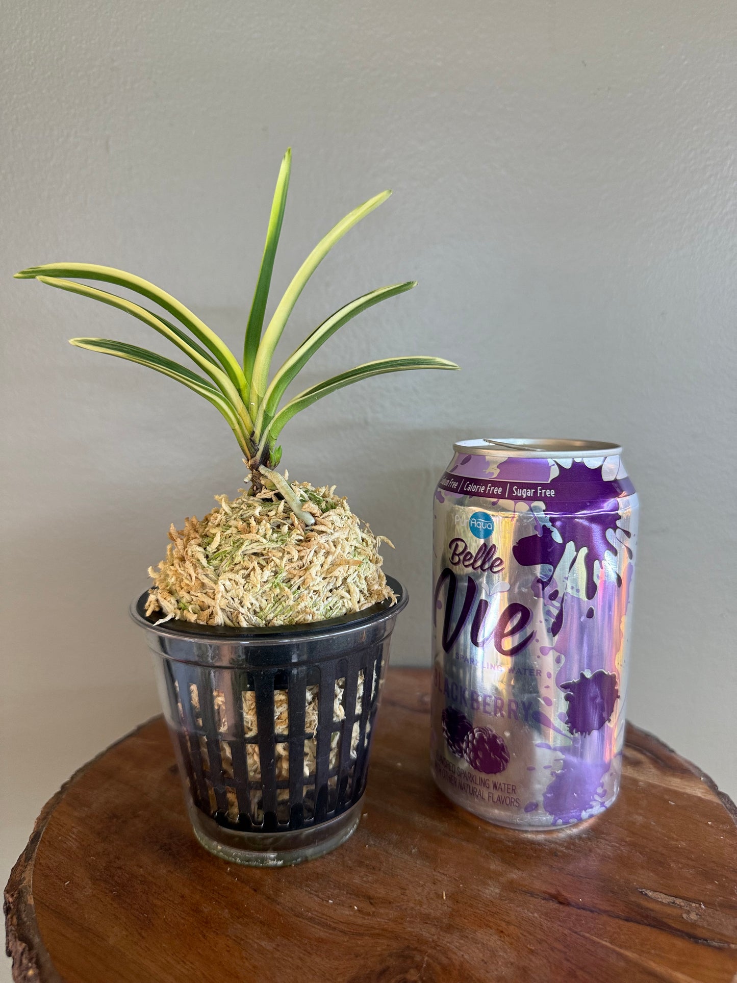 Neofinetia falcata Chikyuhou 地球寶
