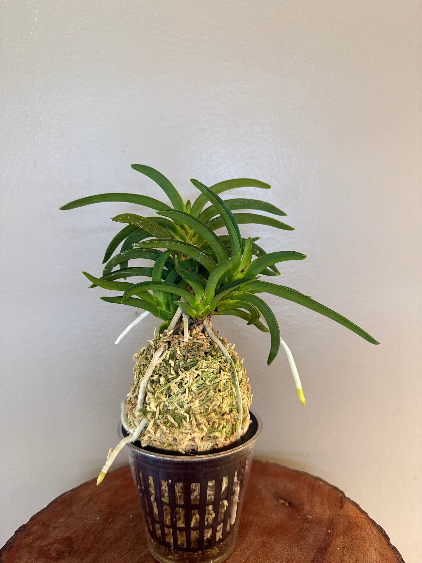 Neofinetia falcata Himiko 卑弥呼