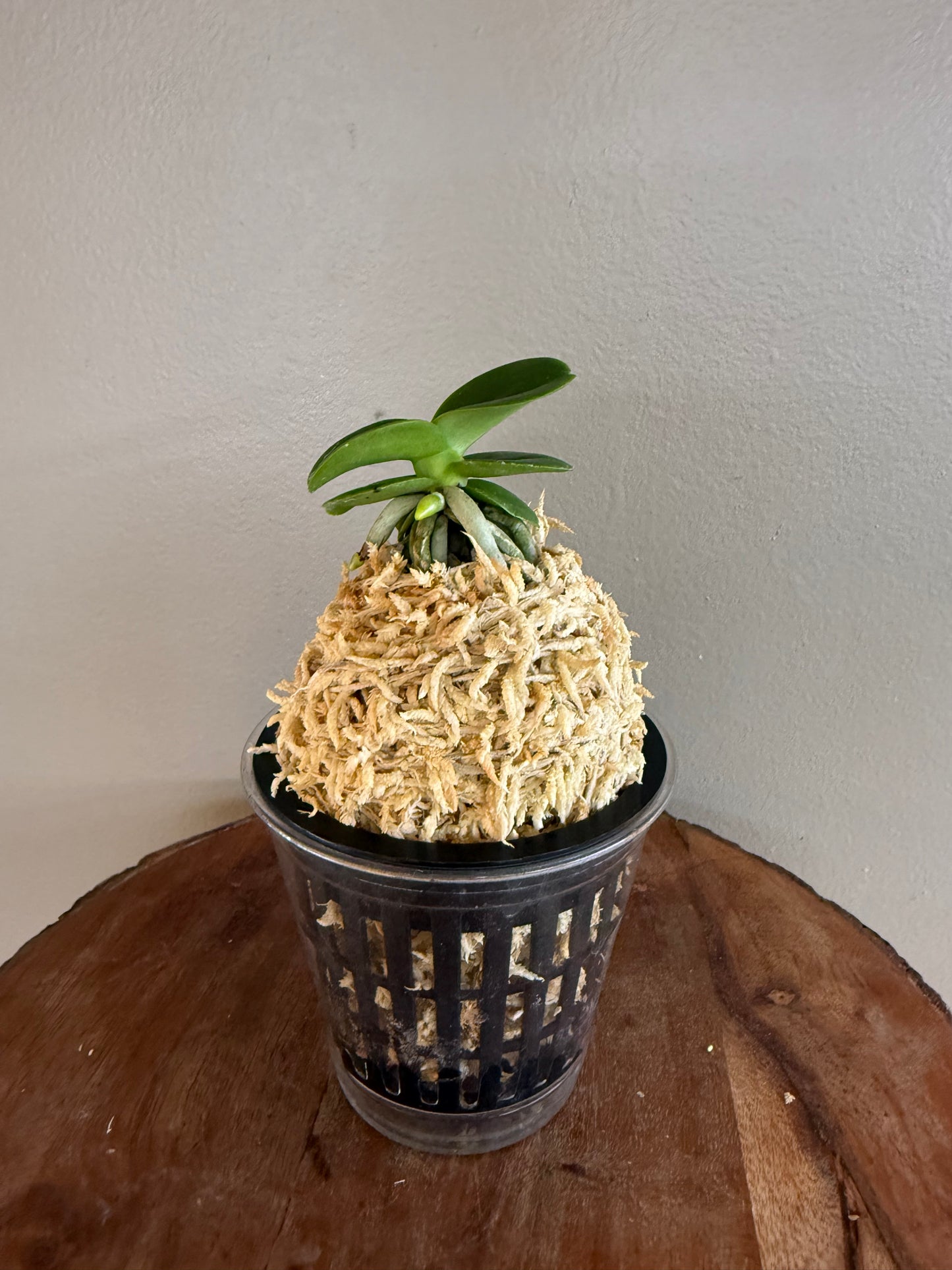 Sedirea japonica Minmaru 明丸