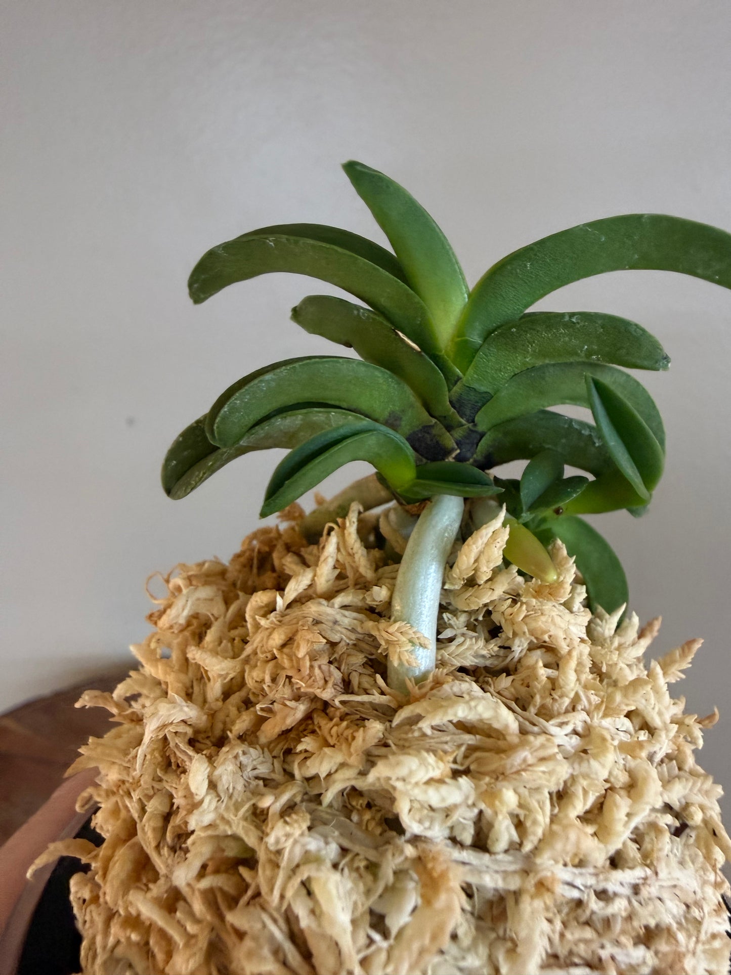 Neofinetia falcata Seikai 青海