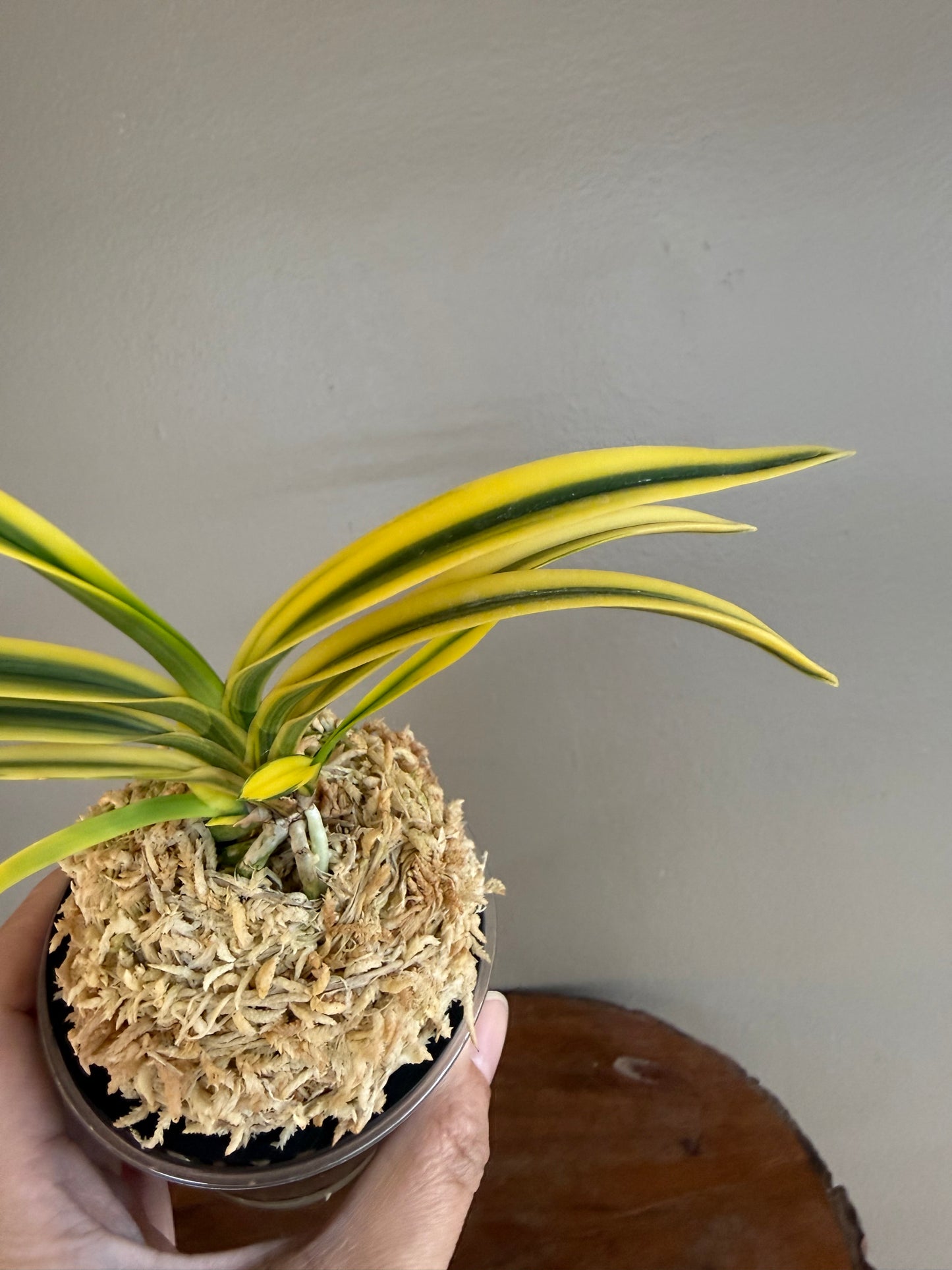 Neofinetia falcata Suihou 翠宝