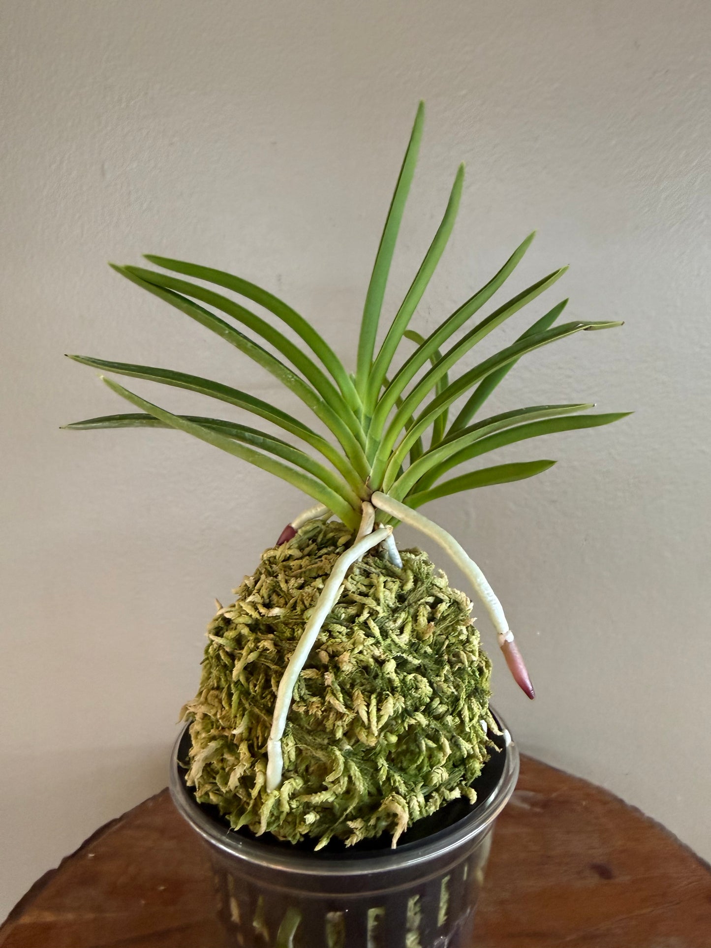 Neofinetia falcata Gongju 公主