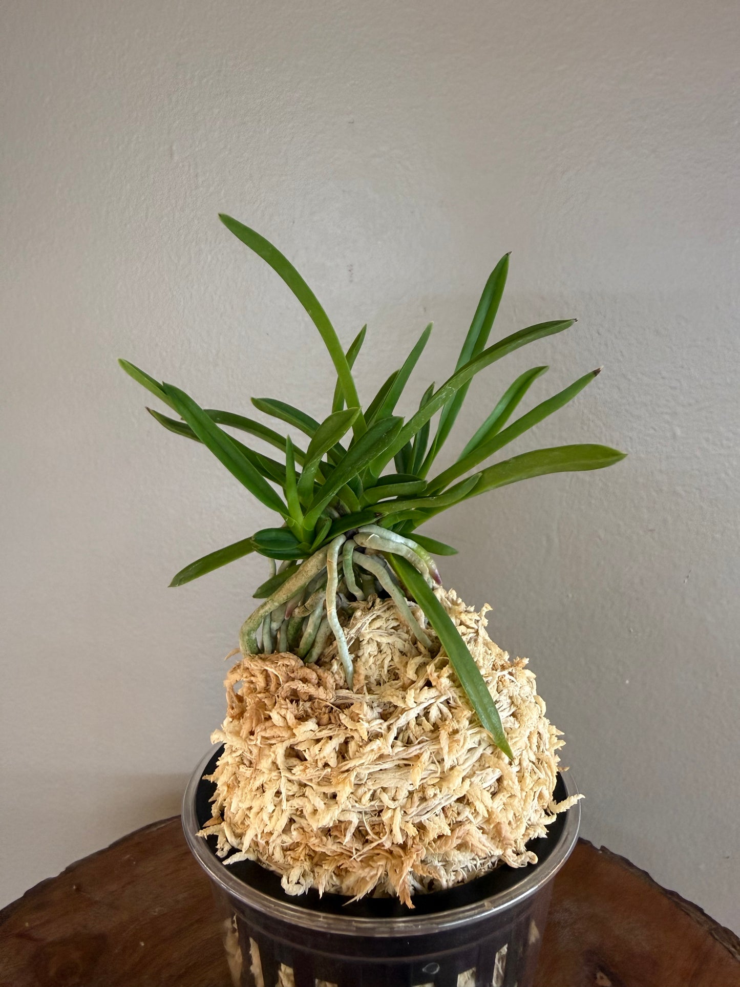 Neofinetia falcata Hisui 翡翠