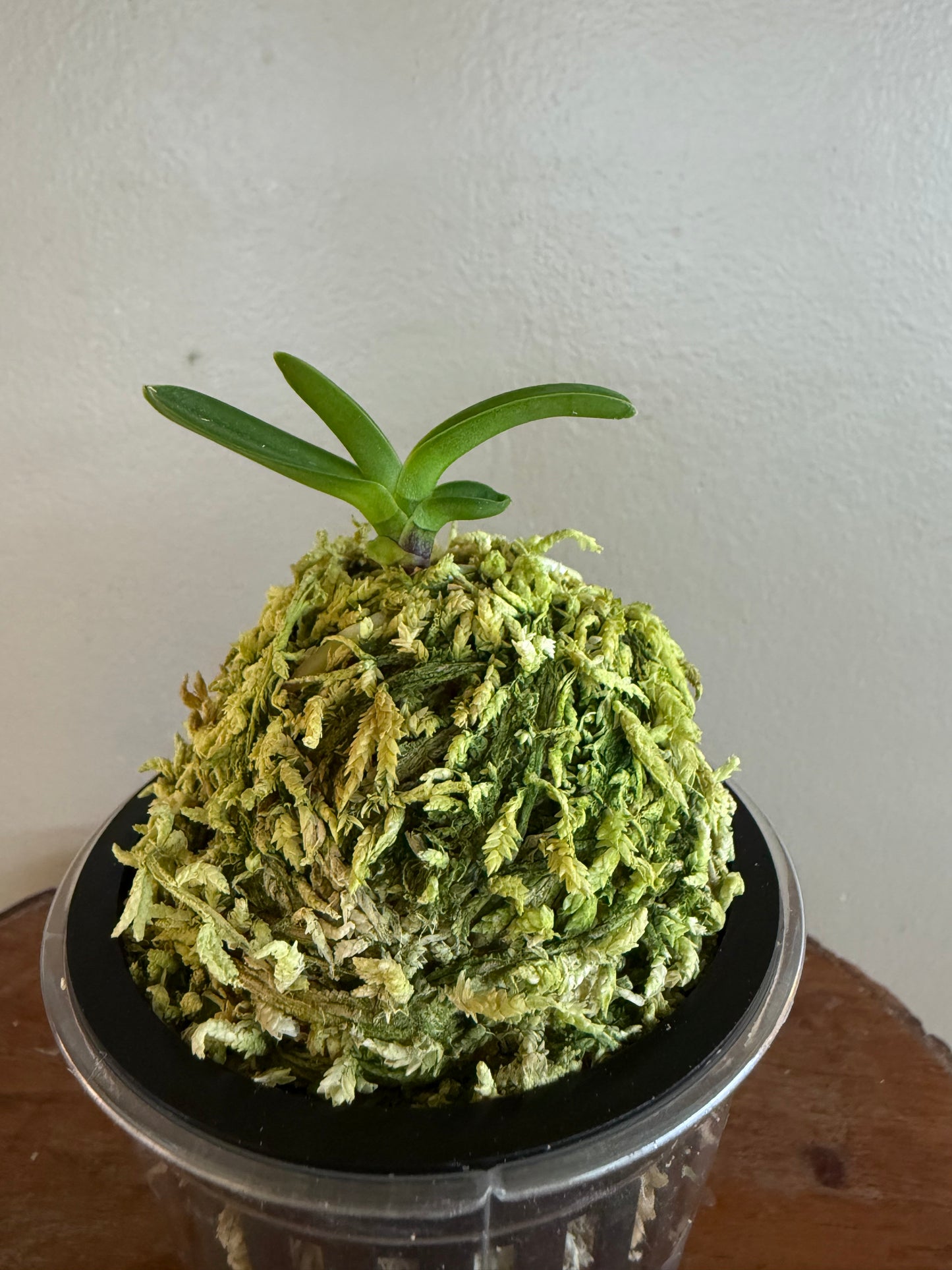 Neofinetia falcata Hwangok 黃玉