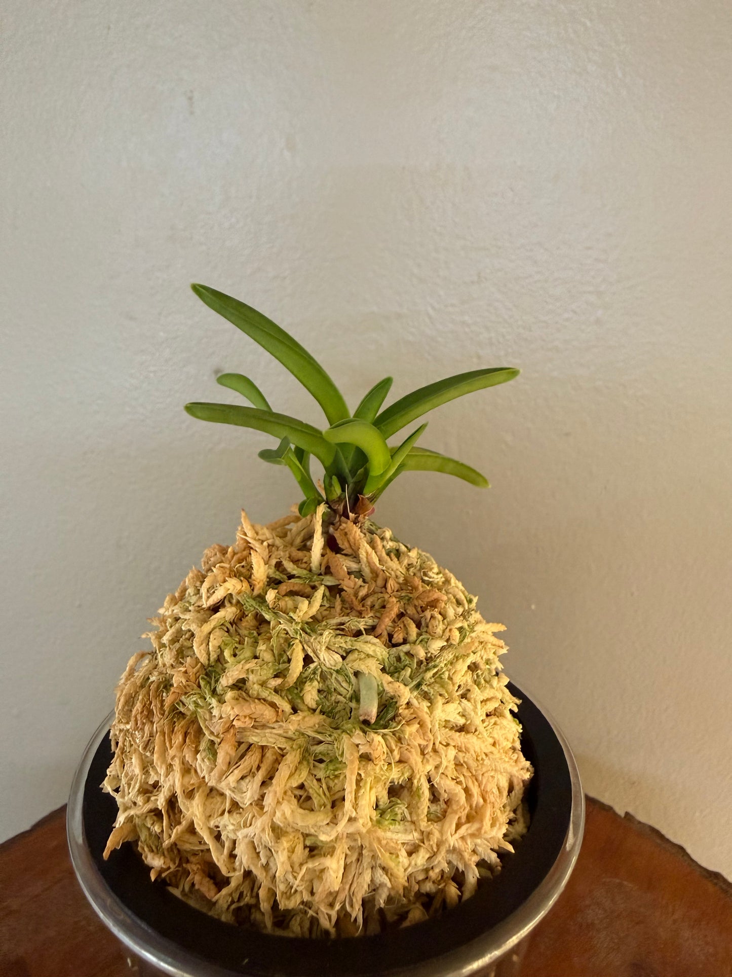 Neofinetia falcata Kinkujaku 金孔雀