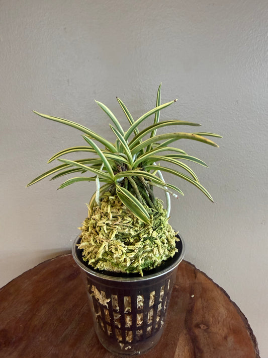 Neofinetia falcata Higashidemiyako 東出都